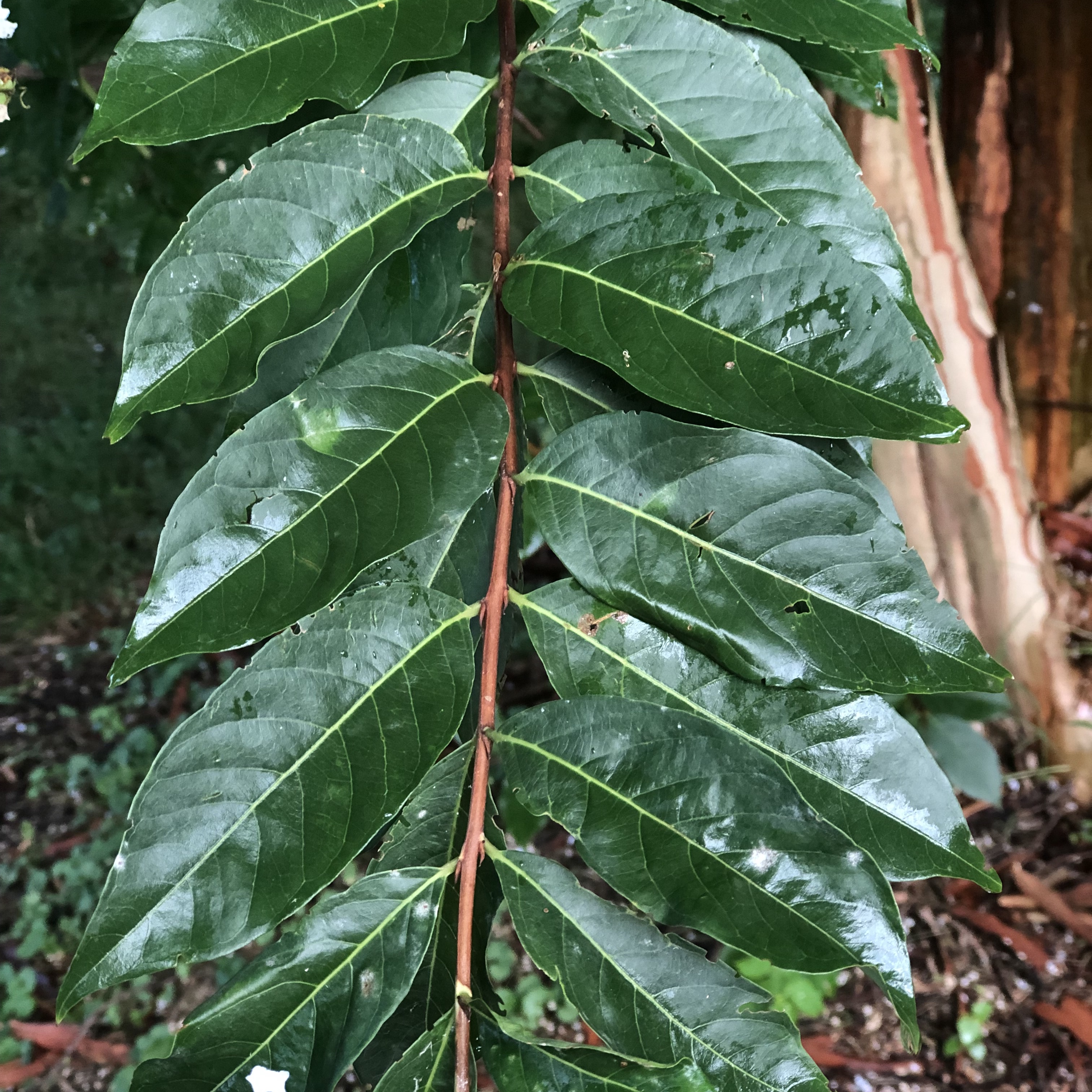 Crepe myrtle leaves on a tree in Great Falls, VA