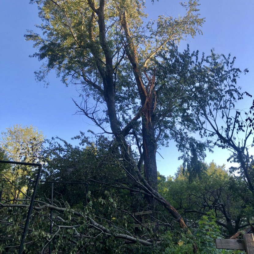 A tree struck by lightning in Great Falls, VA