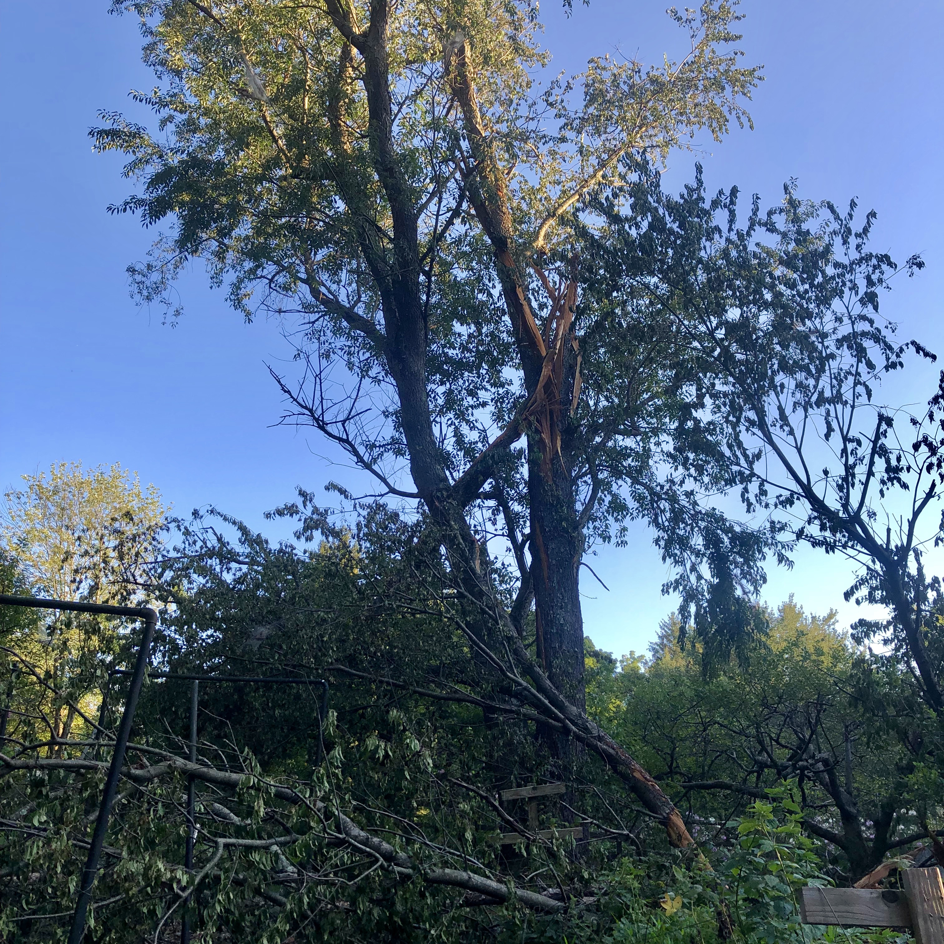 A tree struck by lightning in Great Falls, VA