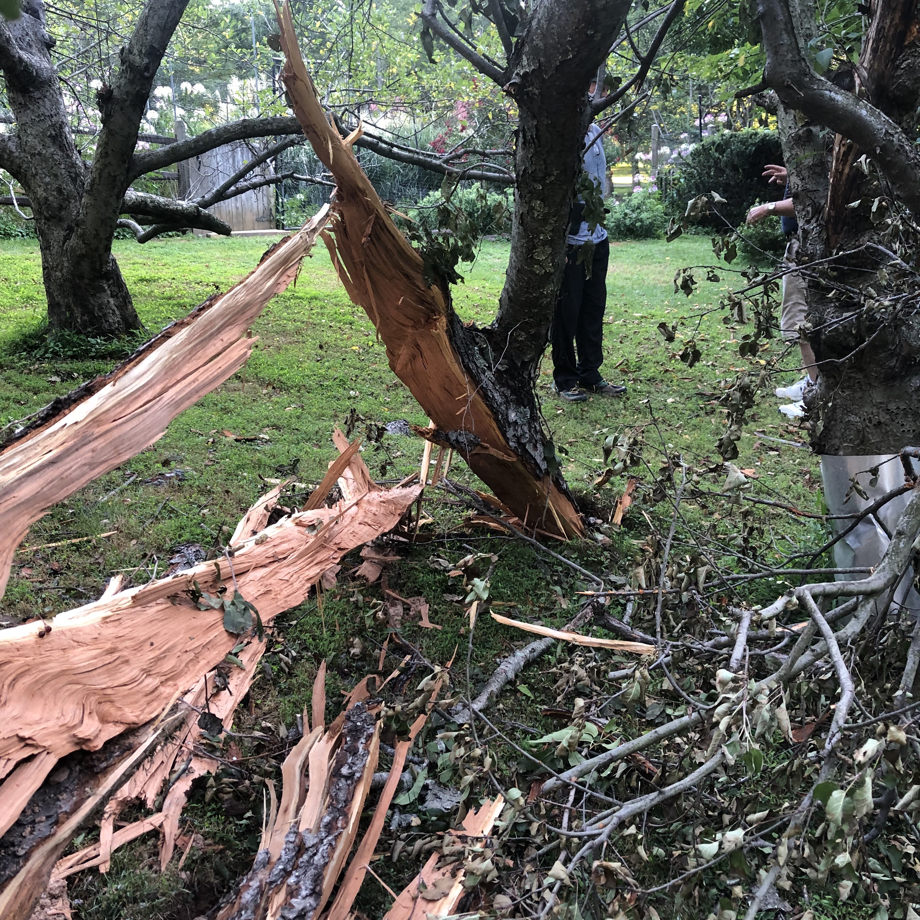 Large limb blown apart from the lightning. 