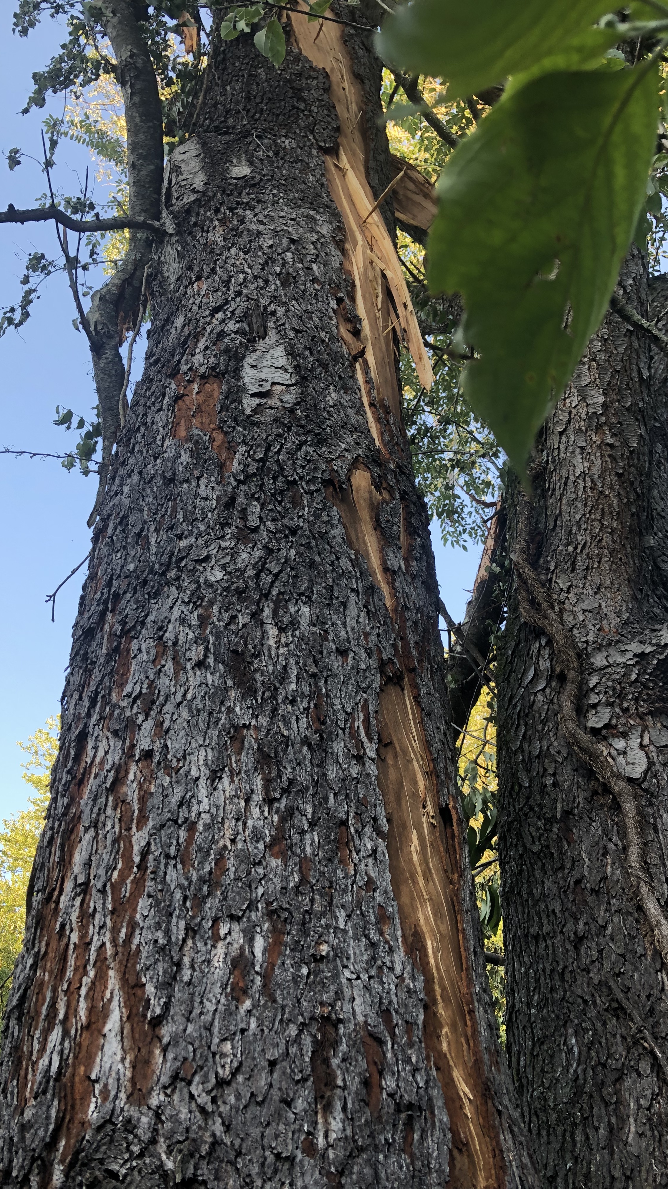 Large cherry tree with characteristic strike in Great Falls, VA. 