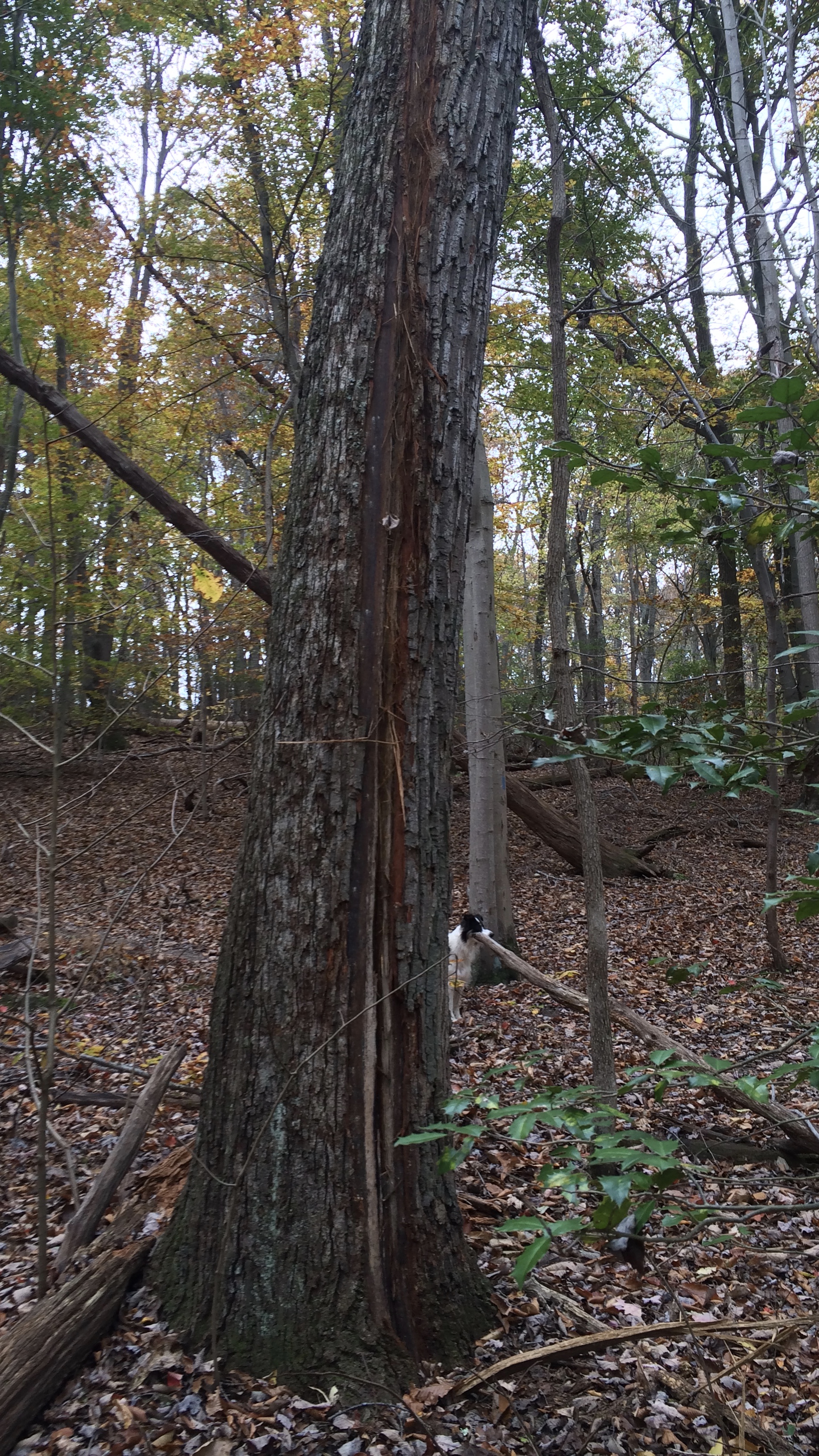 A tree with a characteristic outer strike near Leesburg, VA. 