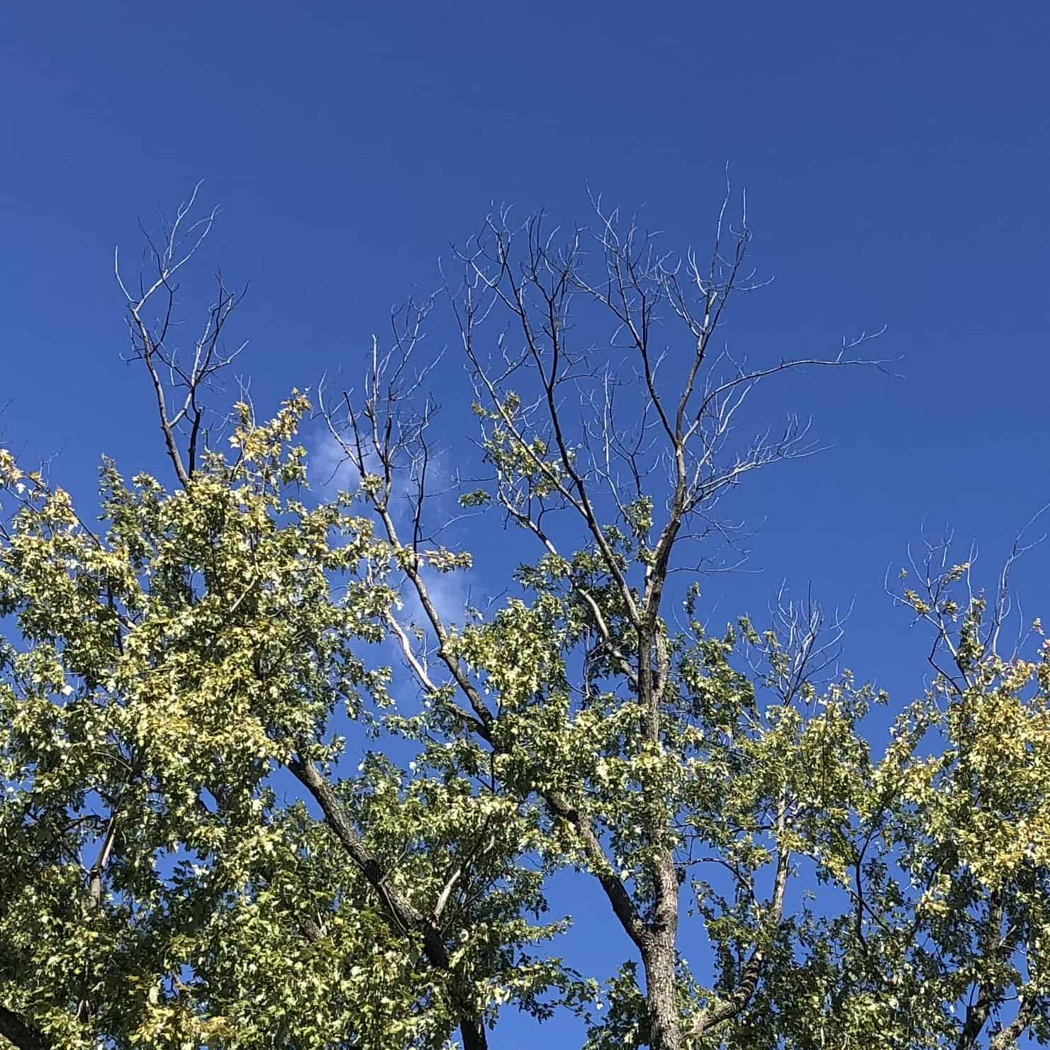 Deadwood in a tree in Herndon, VA
