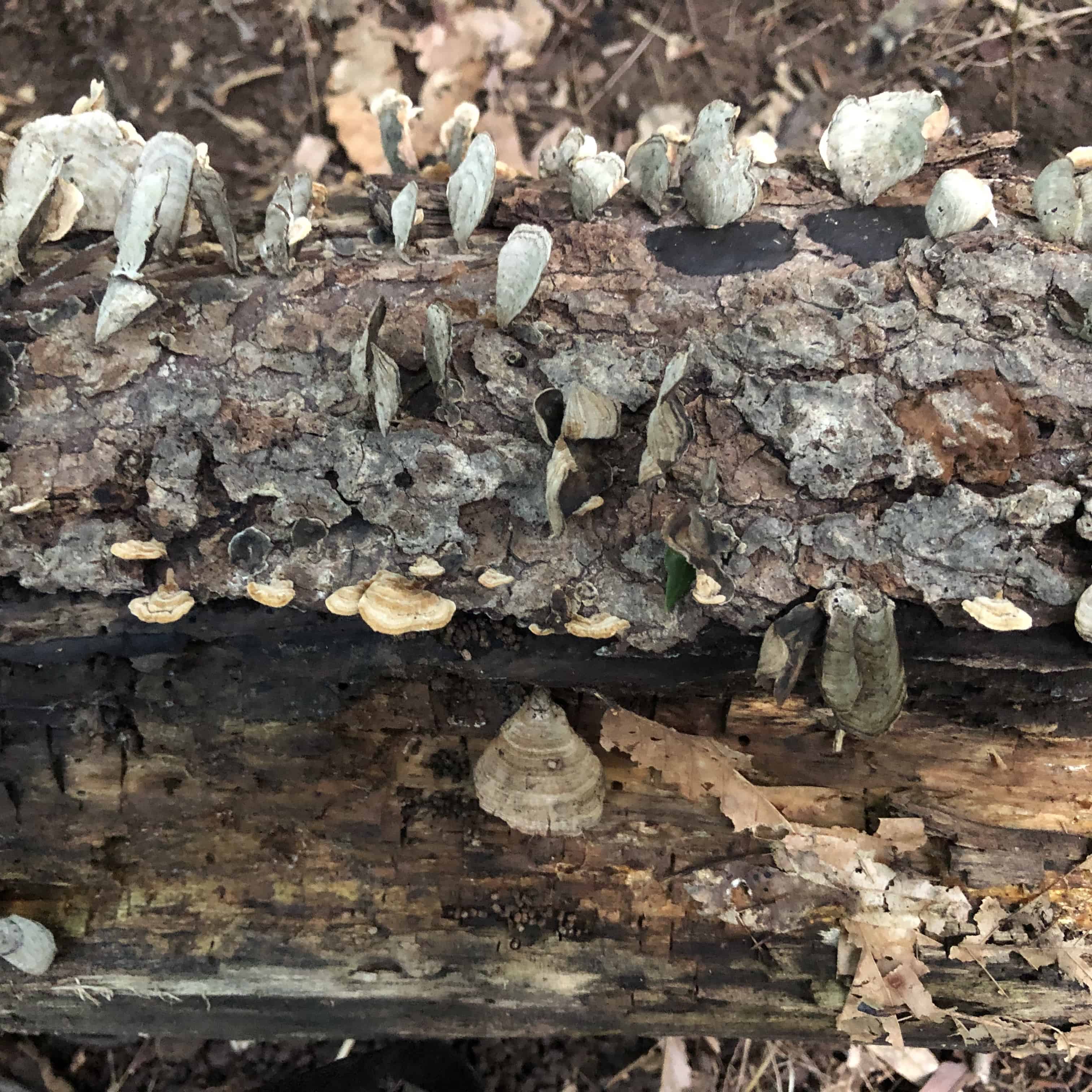 Deadwood with rot and fungi.