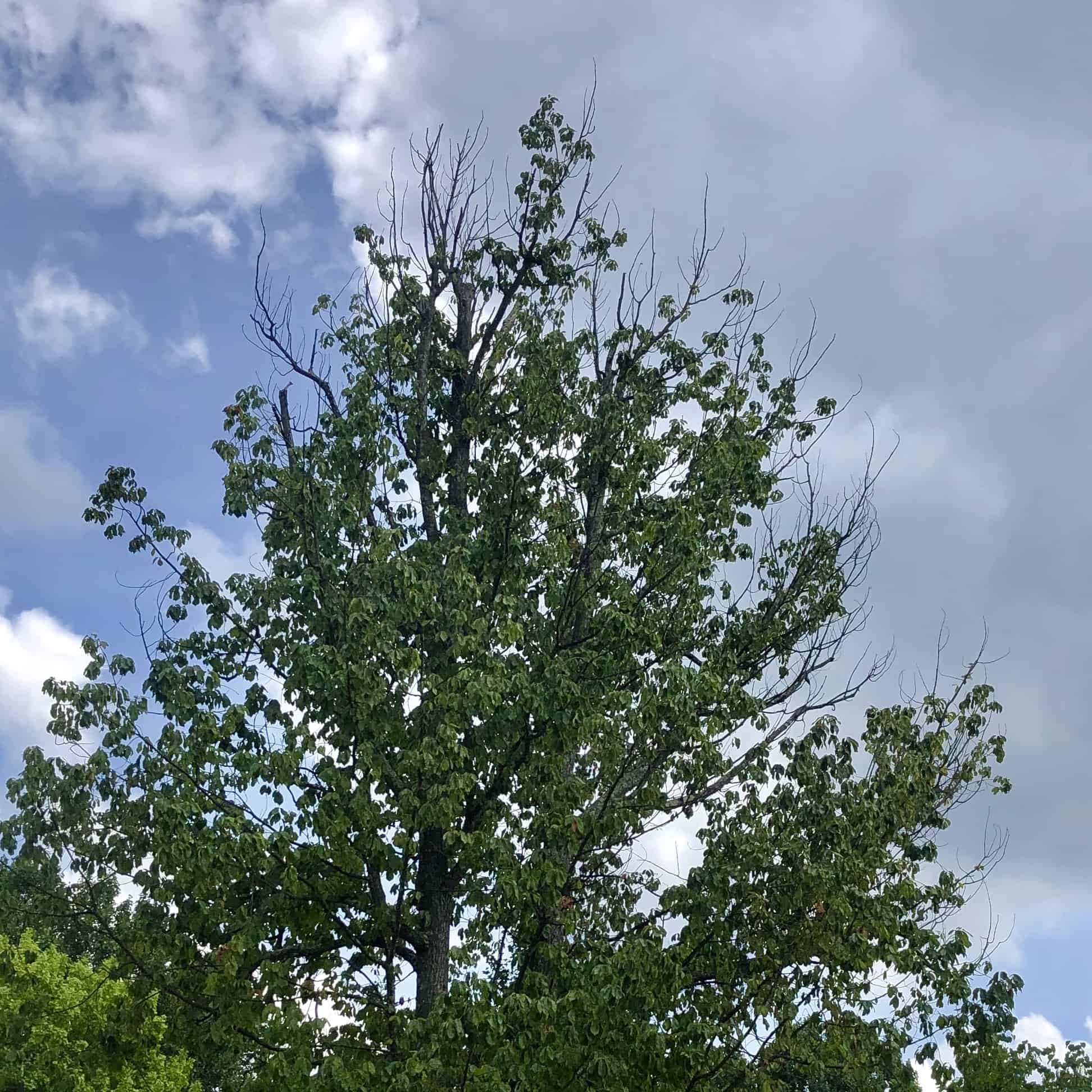 Deadwood in a tree that looks sick in Reston, VA.