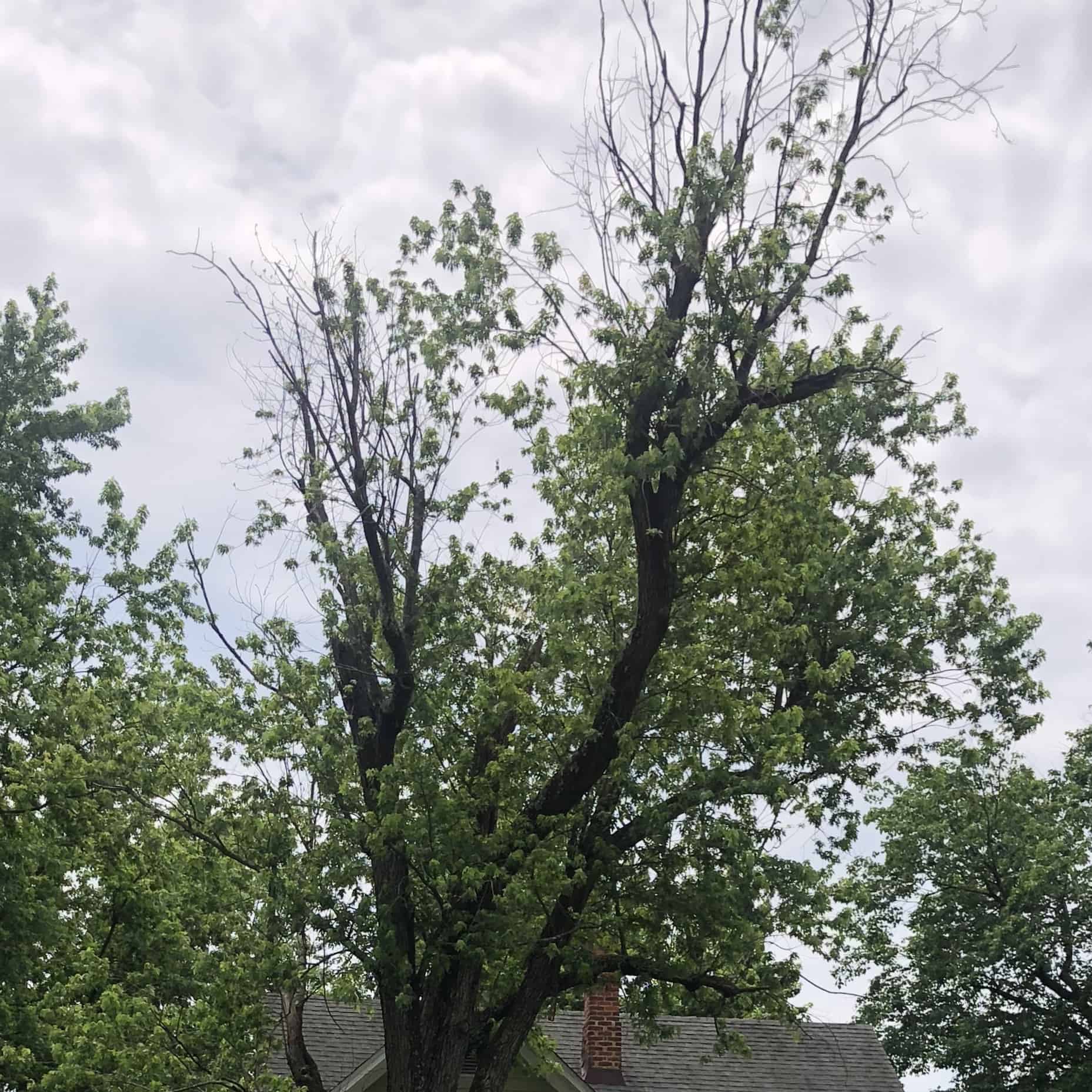 Deadwood in a tree in Vienna, VA.