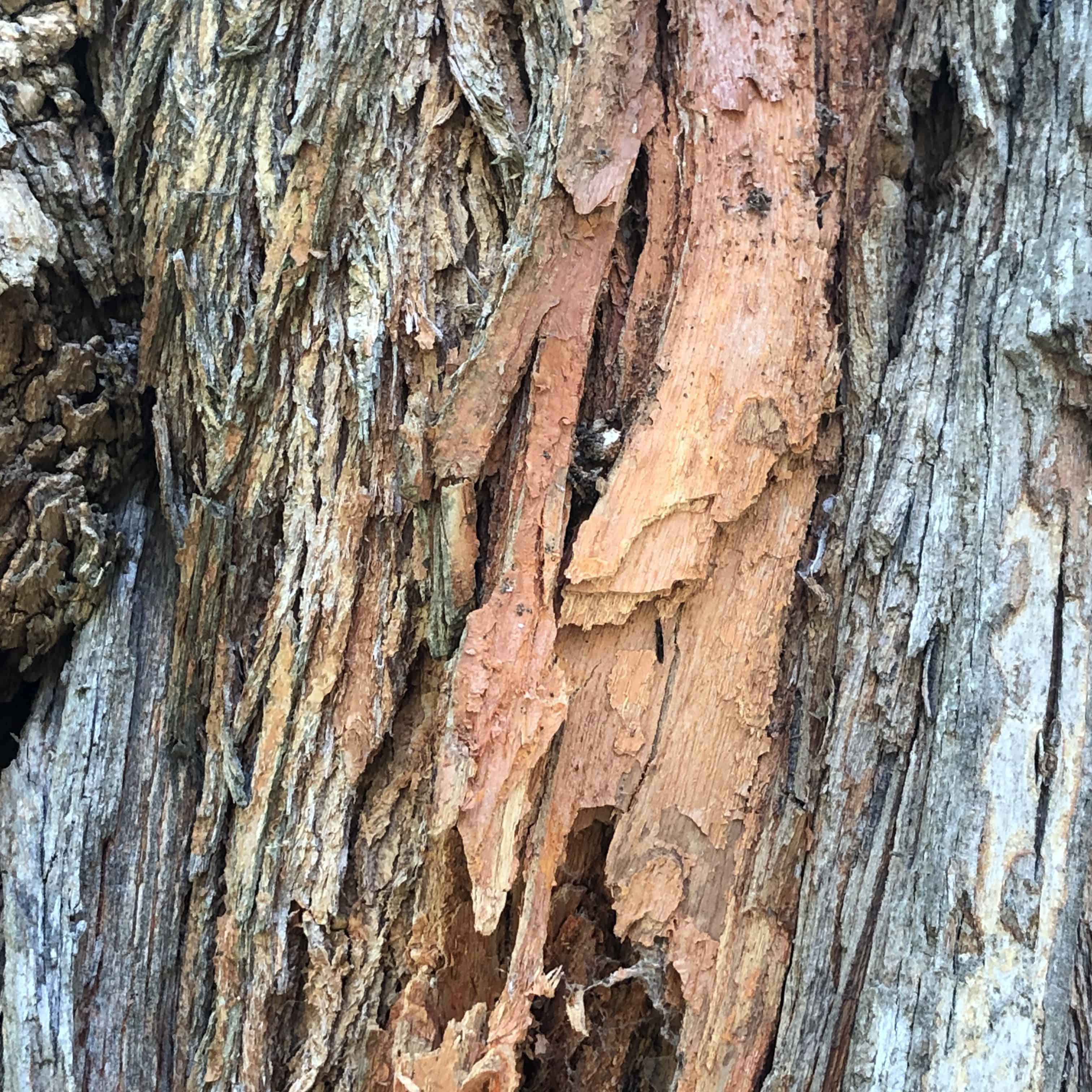 Outer bark and inner orange colored wood of Maclura pomifera