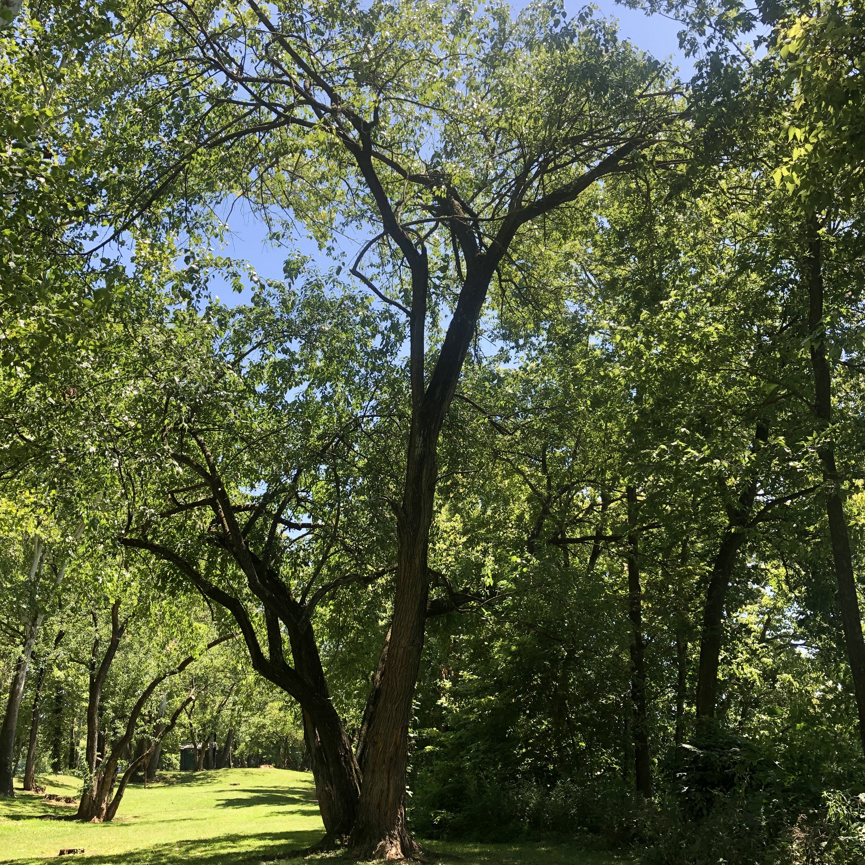 Mature Osage Orange tree on the C & O Canal