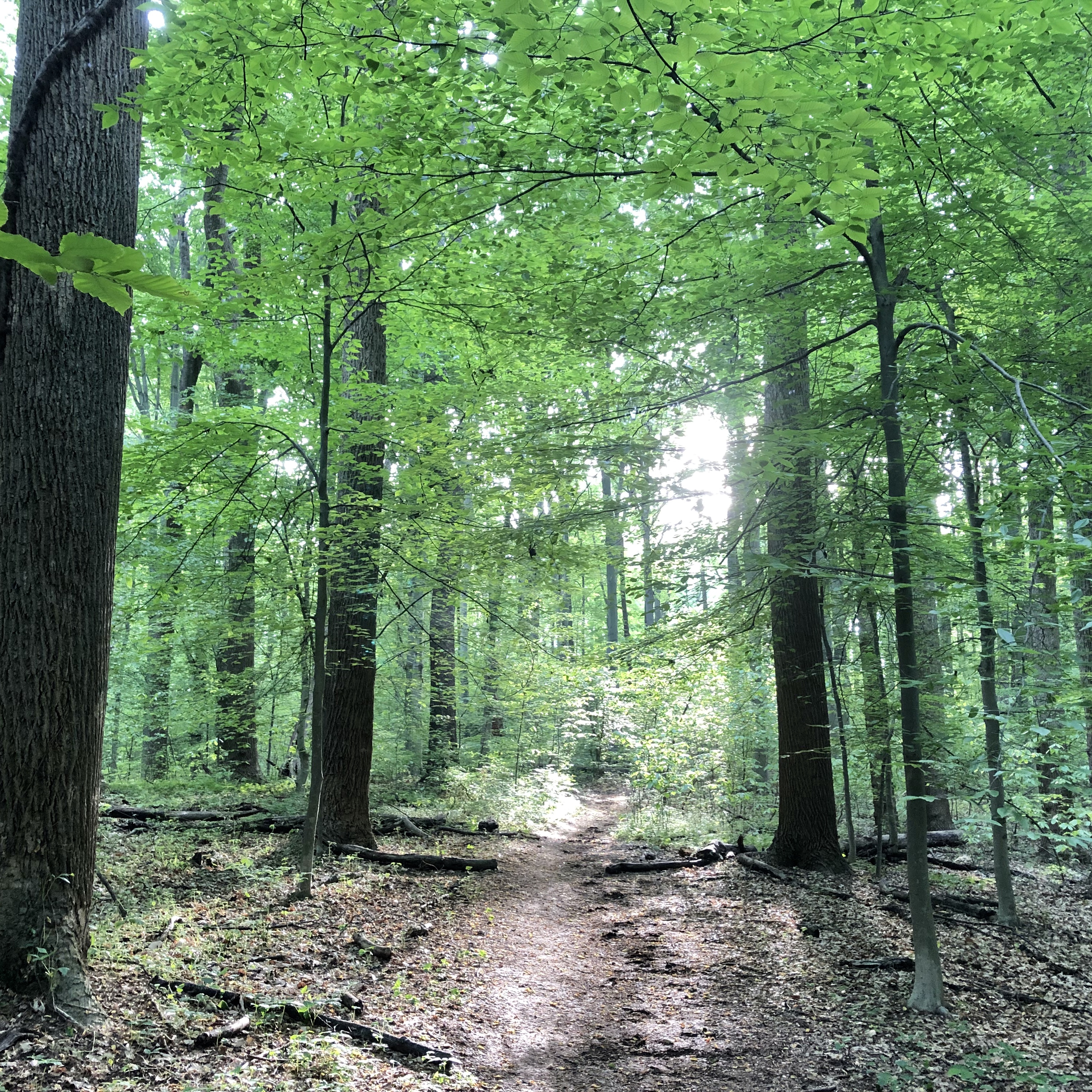 Hardwood forest