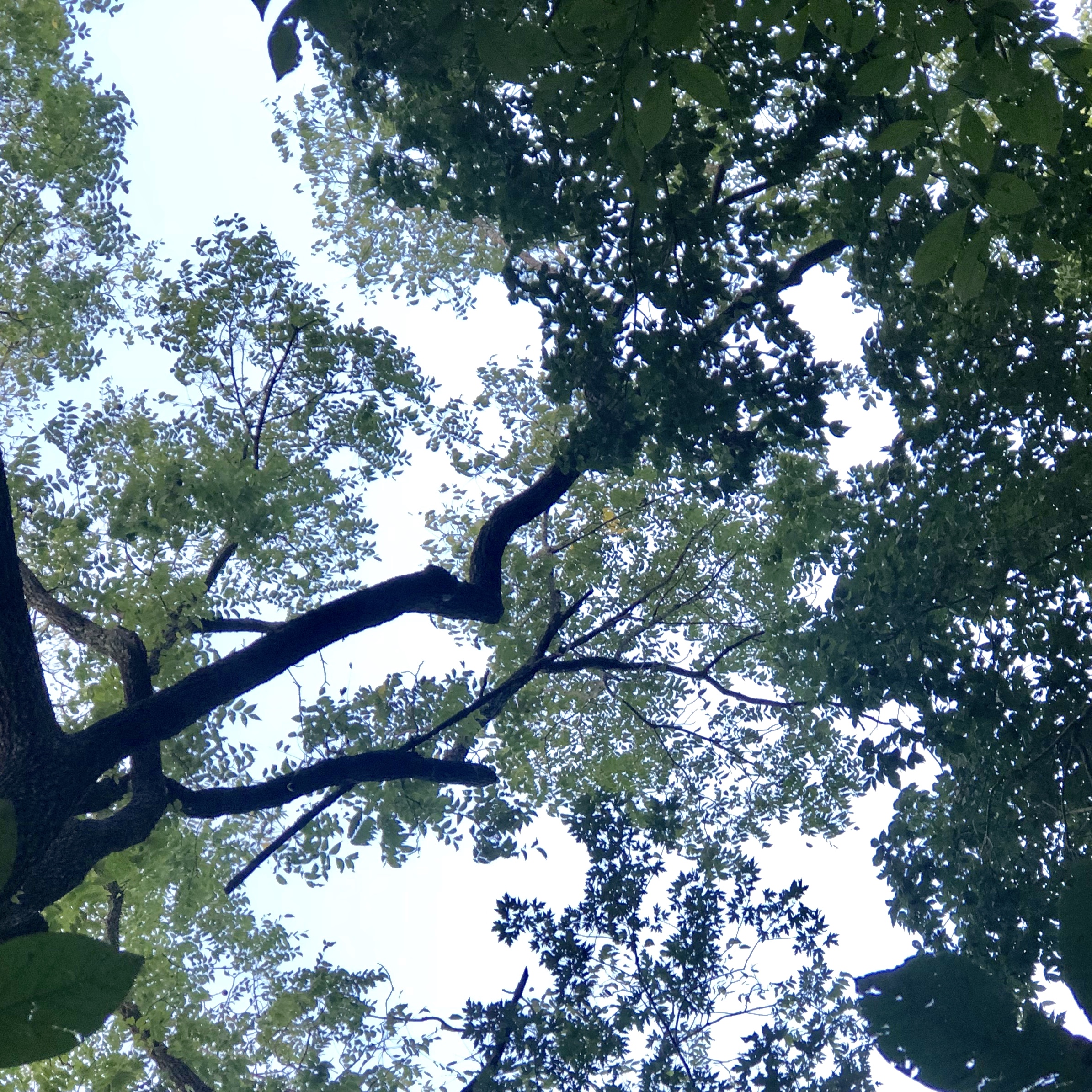 Canopy of a Black Walnut tree showing characteristic leaf patterns. 
