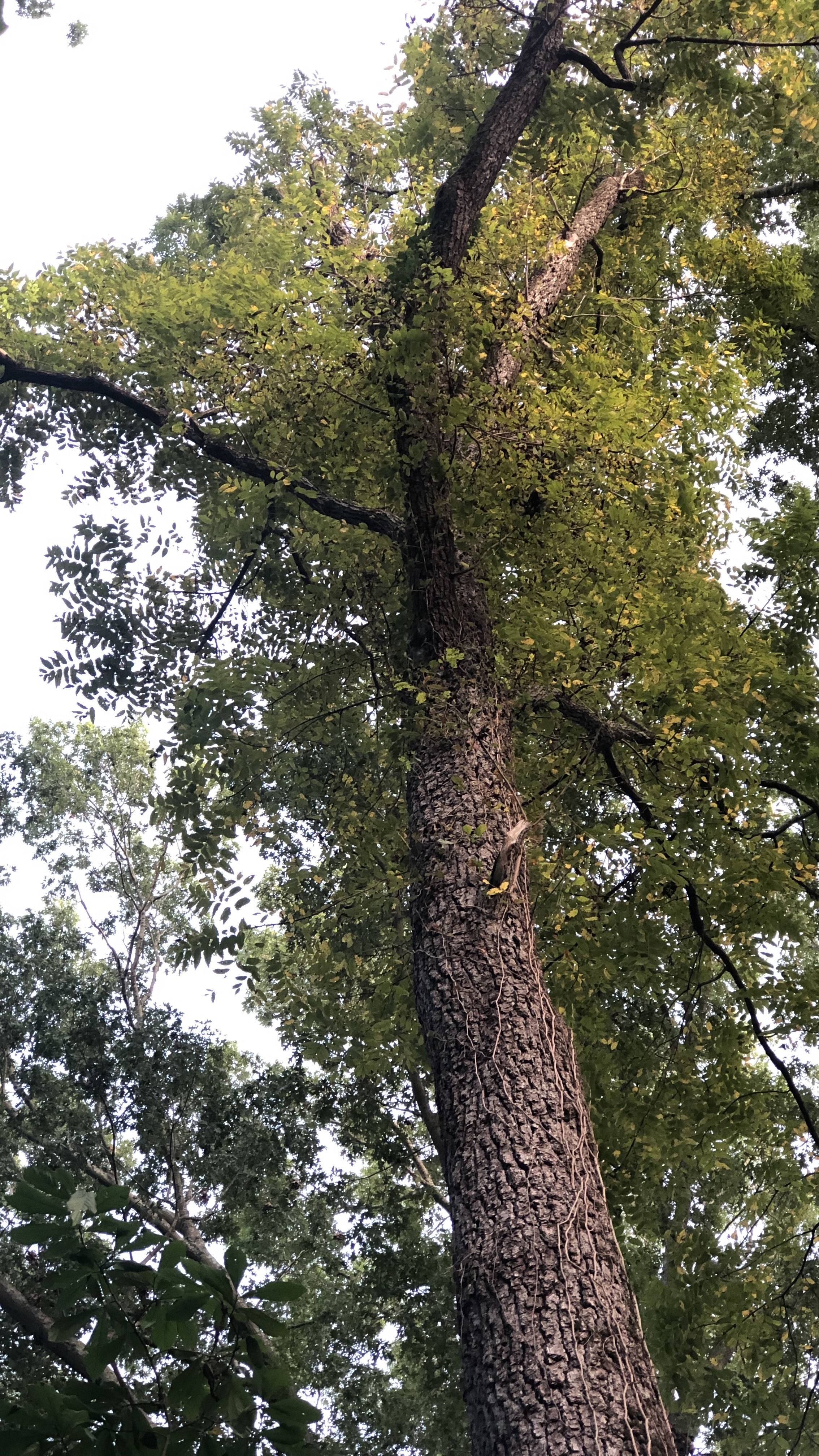 Example of tight canopy in the woods. 