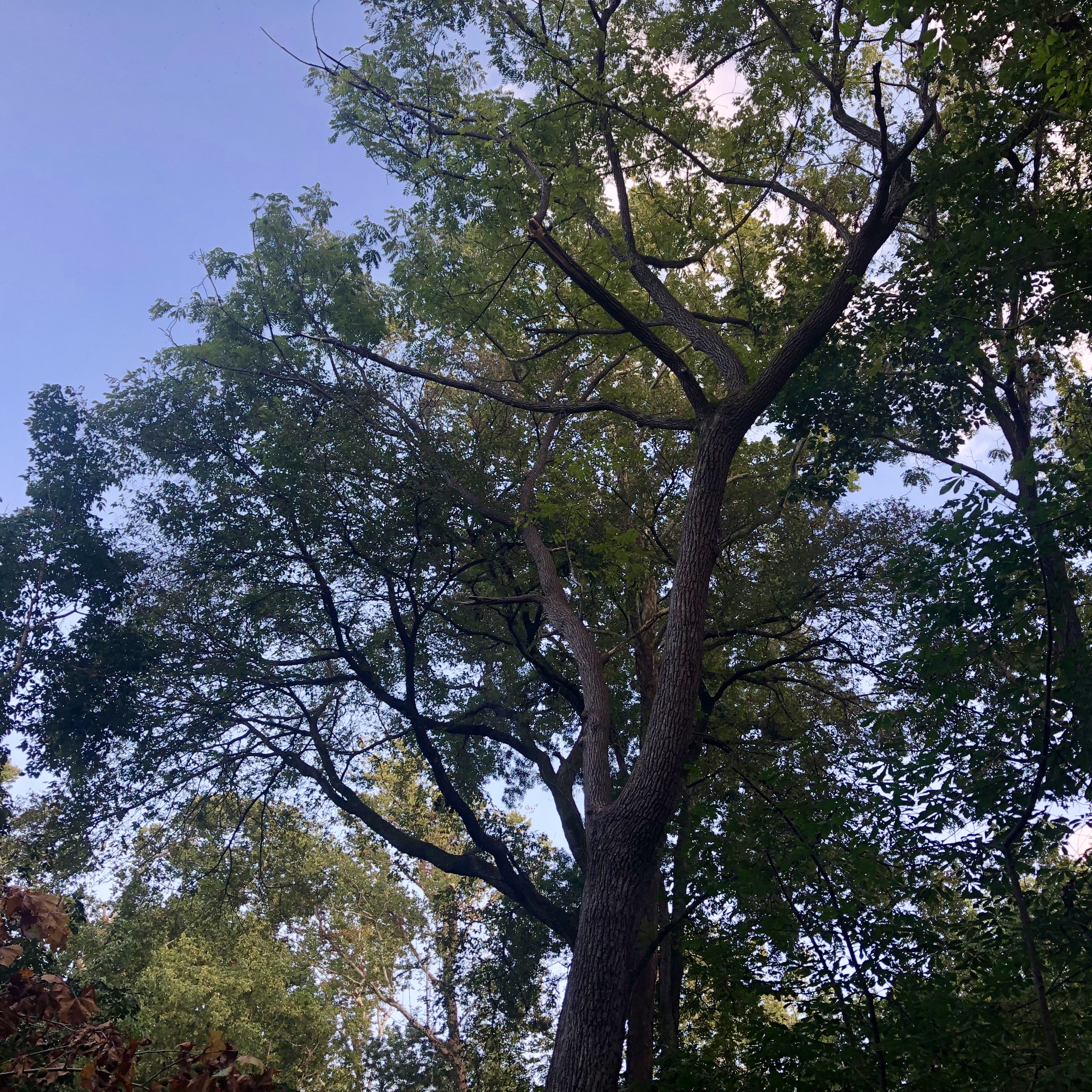 Two walnut trees along the river with spreading canopies. 