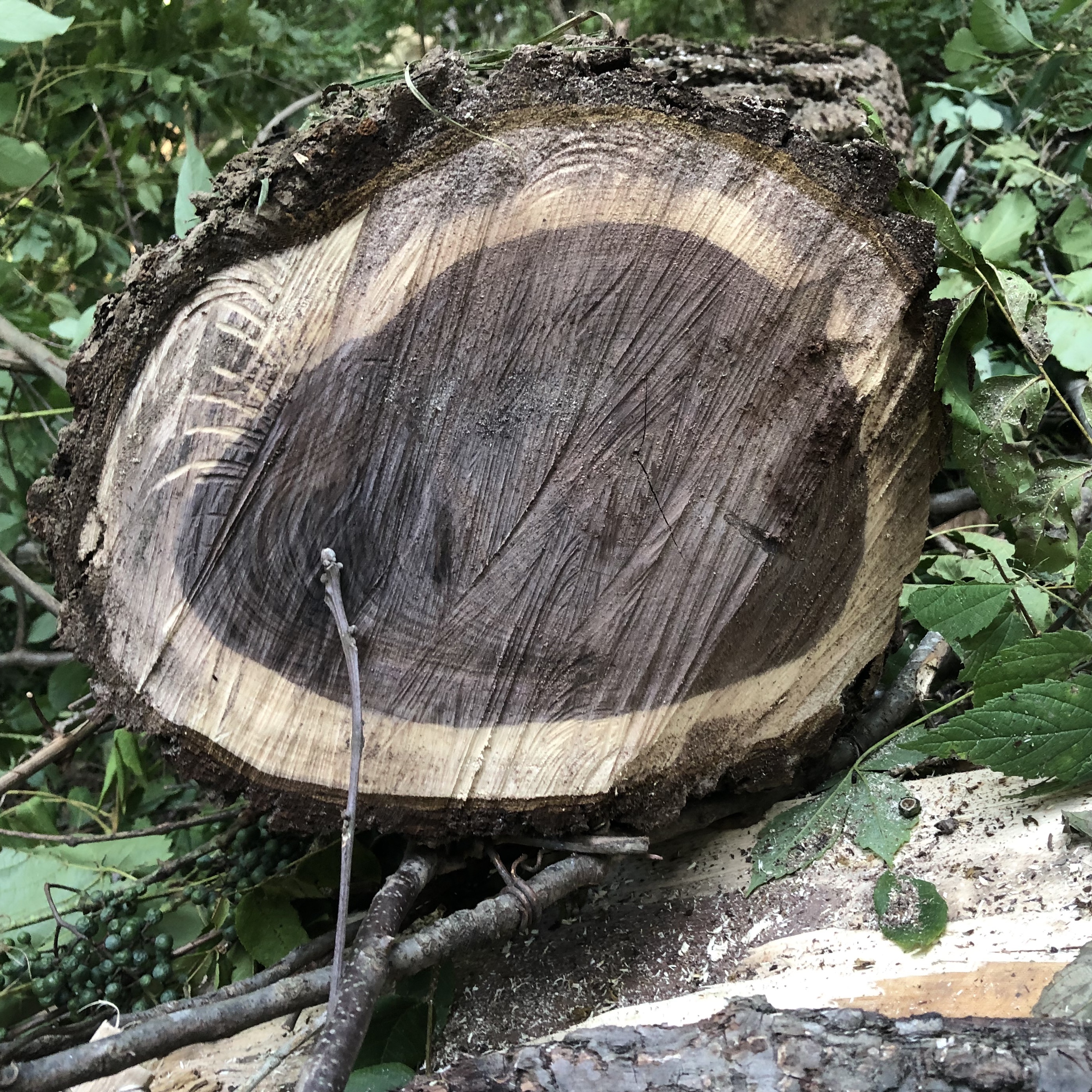 Characteristic chocolate brown wood.