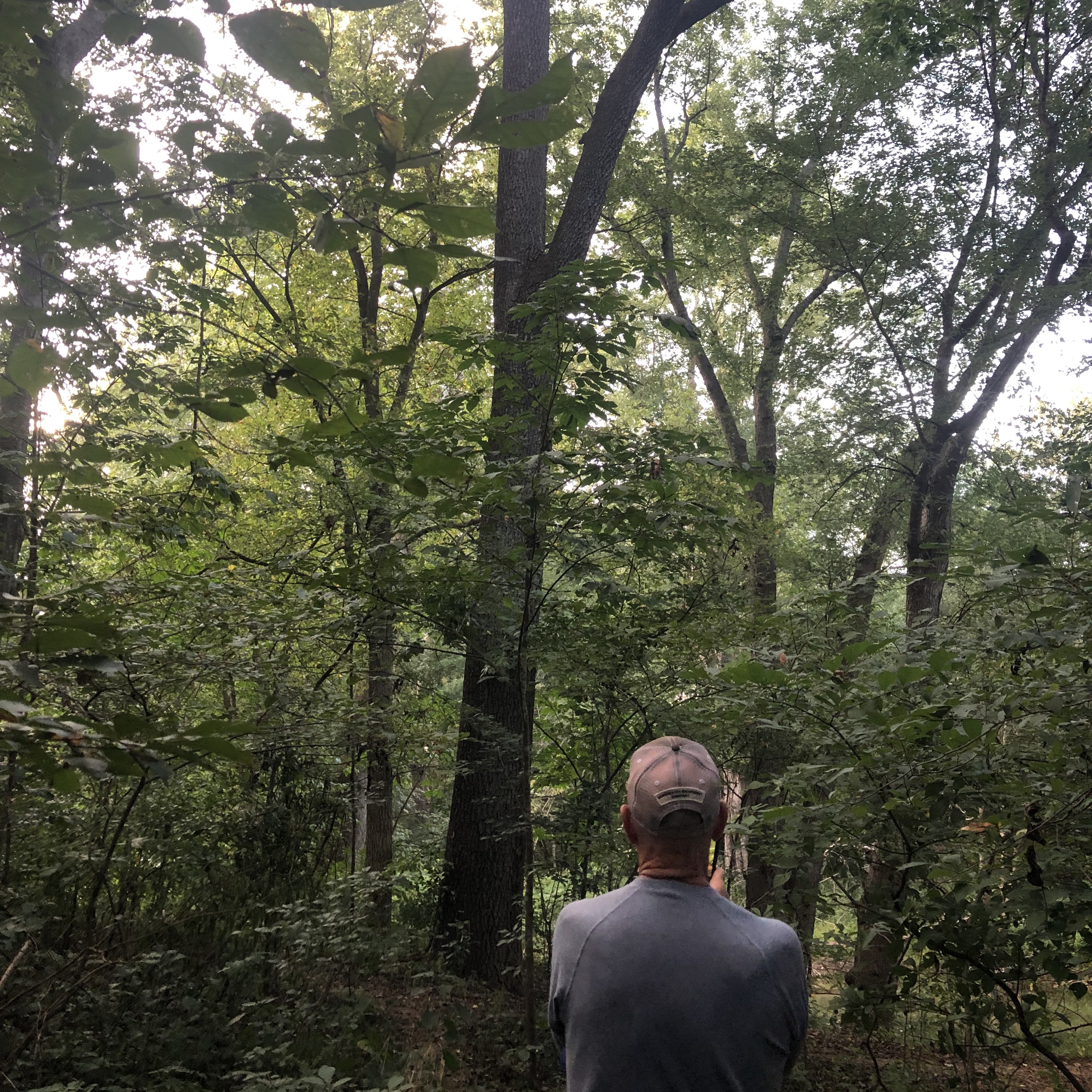 Photographing a large black walnut tree.