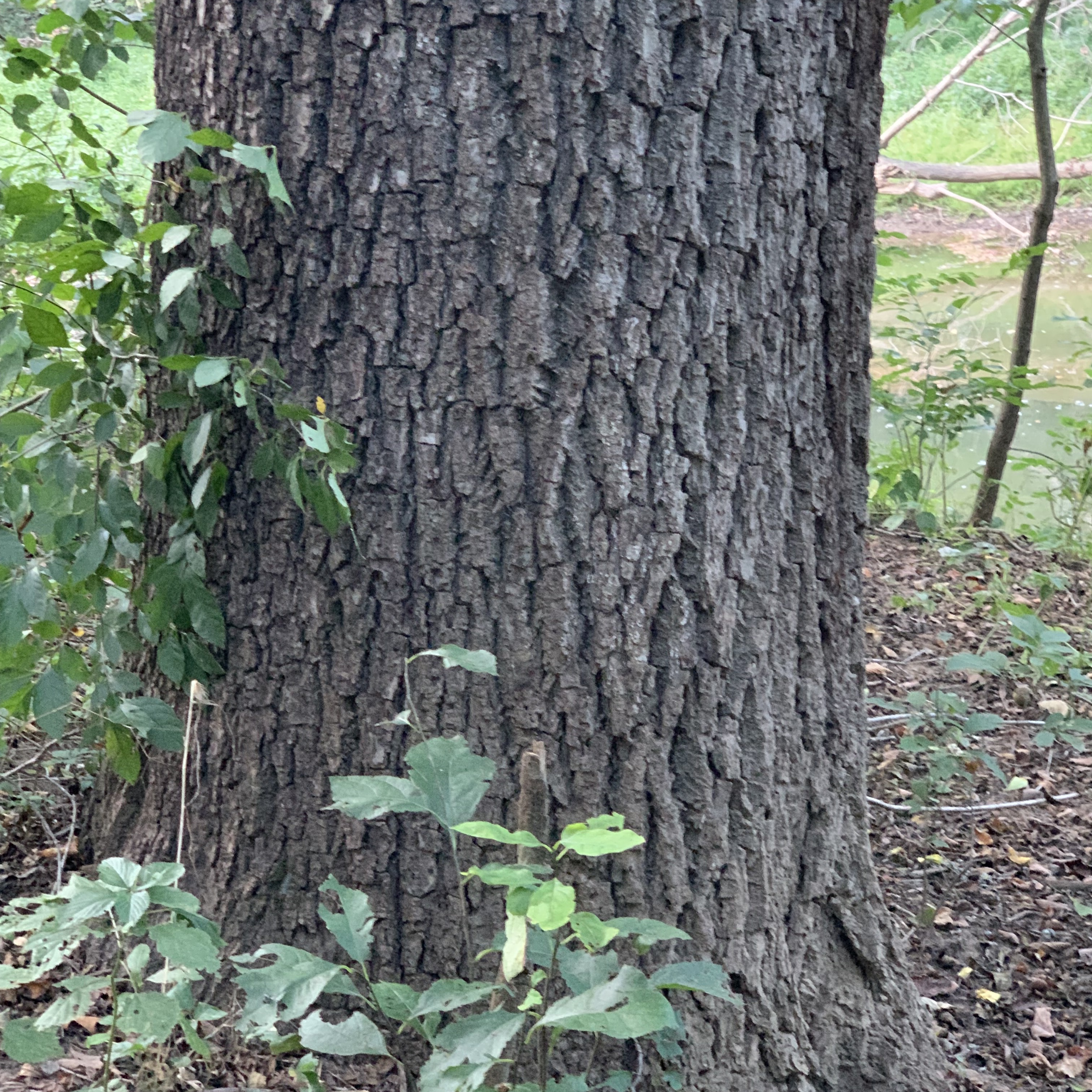 Large trunk showing characteristic dark brown bark.