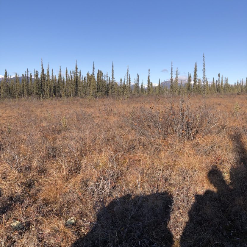 Alaska tundra hiking