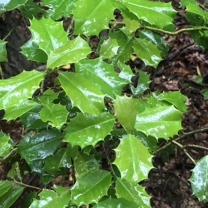 Holly trees & holly leaves.