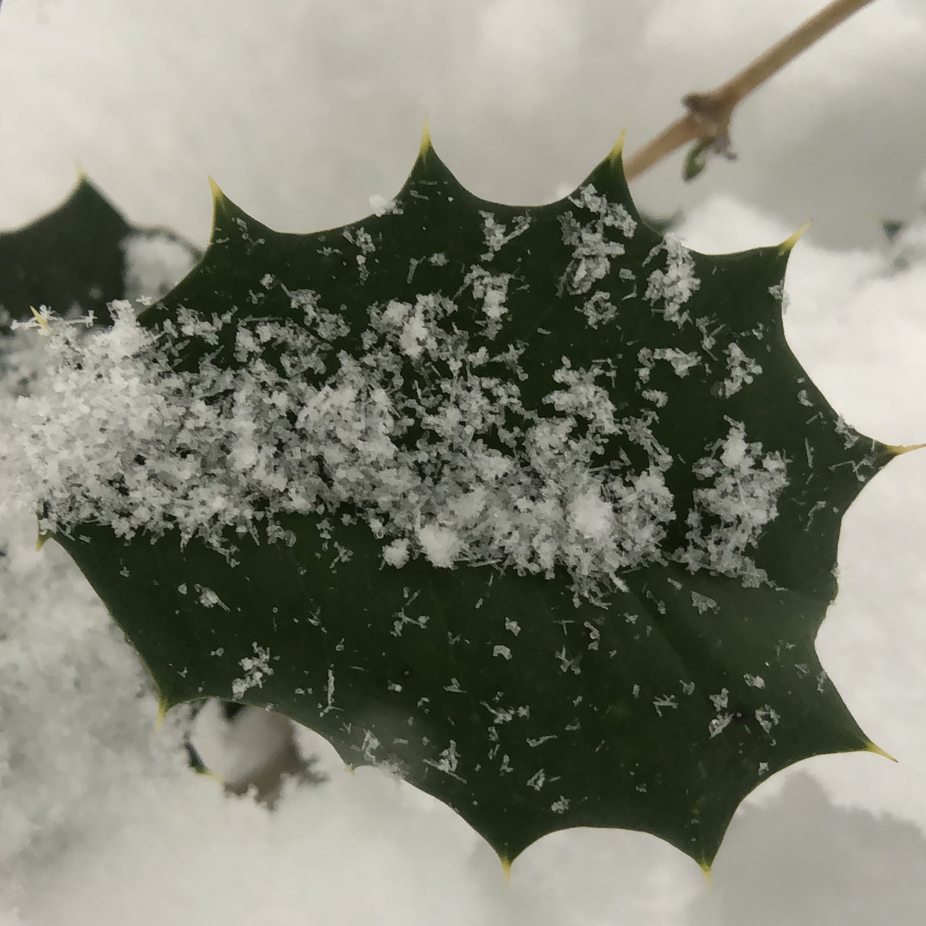 Holly leaf with prickly edge. 