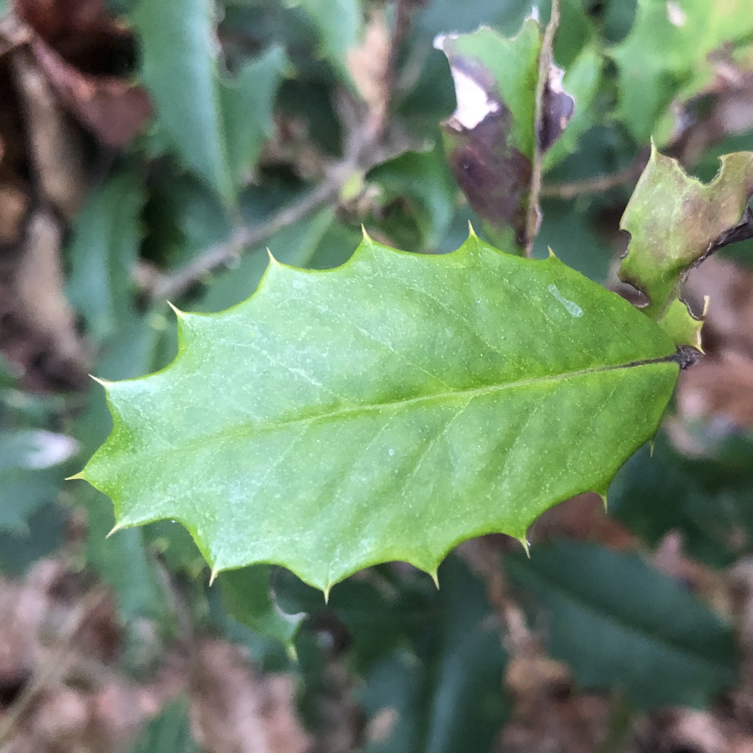 Holly tree leaf spiny edge. 