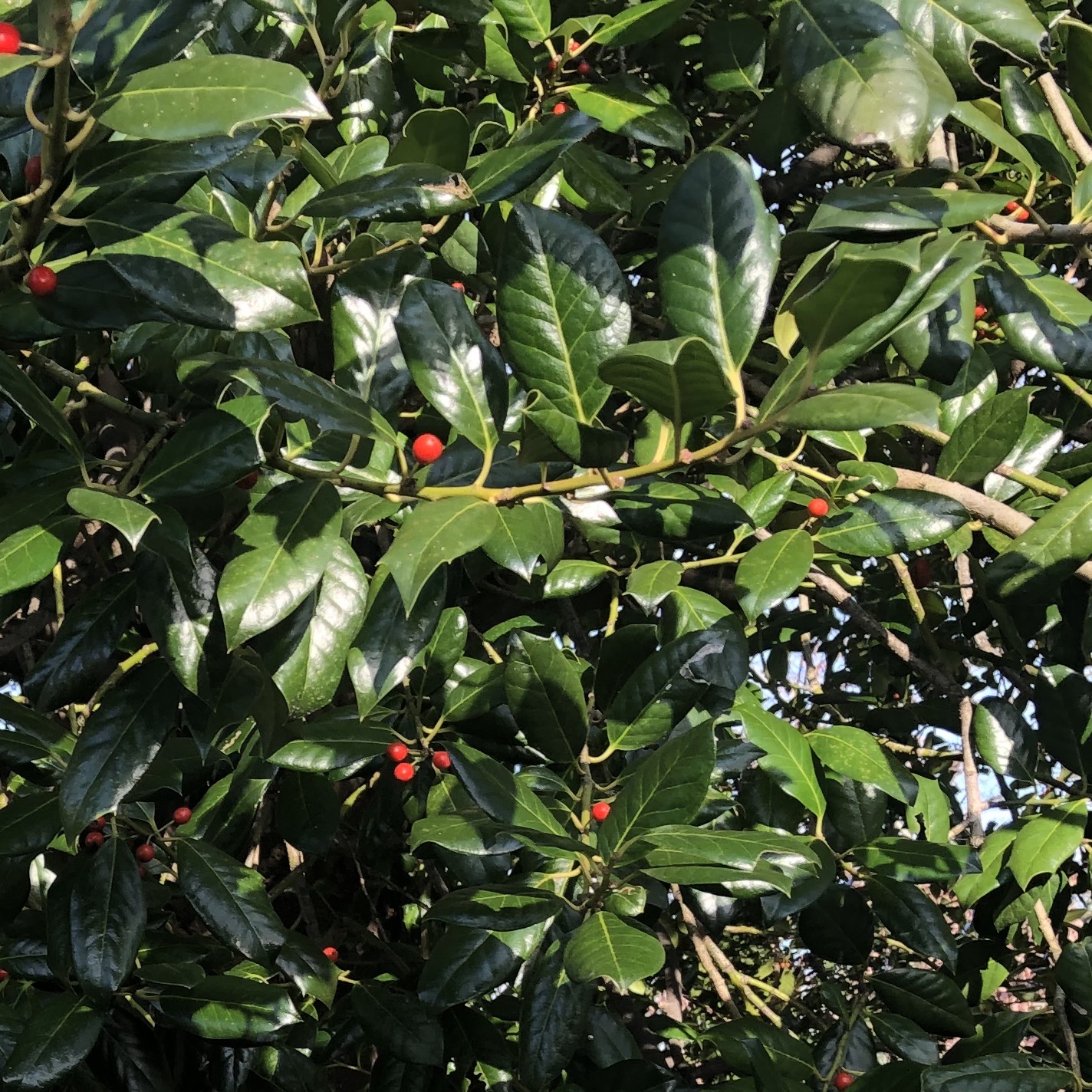 Smooth edge holly leaf.