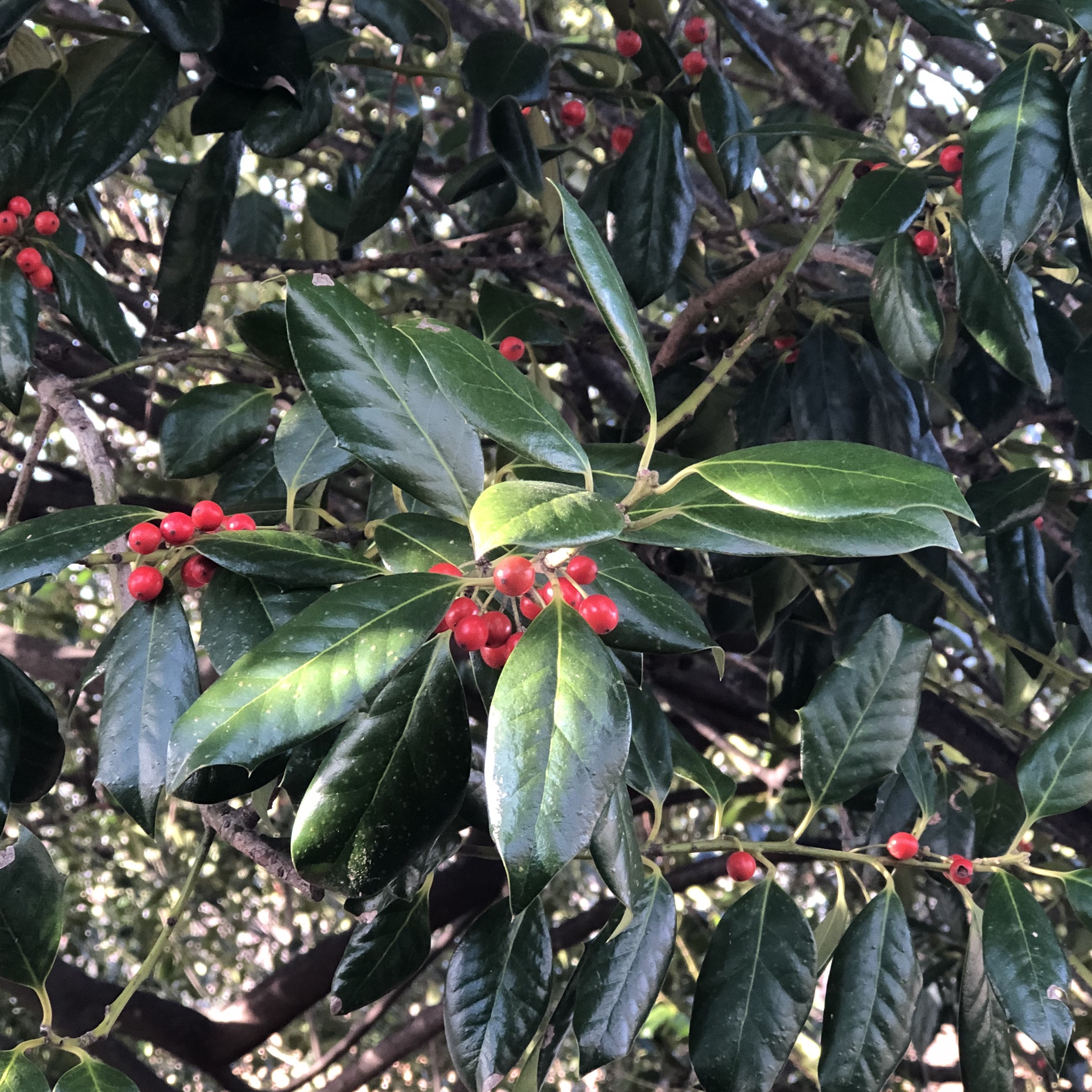 Holly tree with bright red berries.