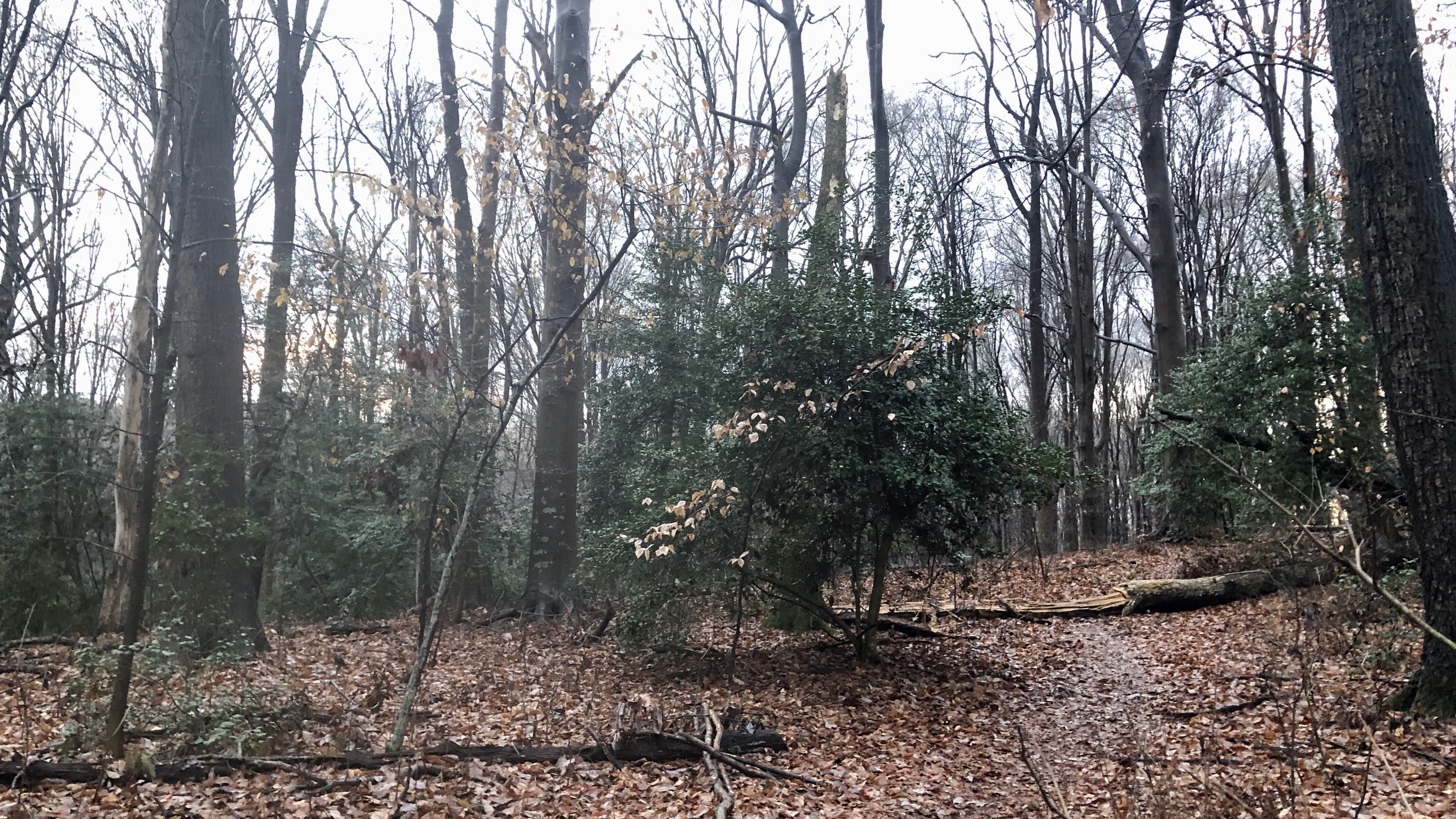 Wild Holly Trees