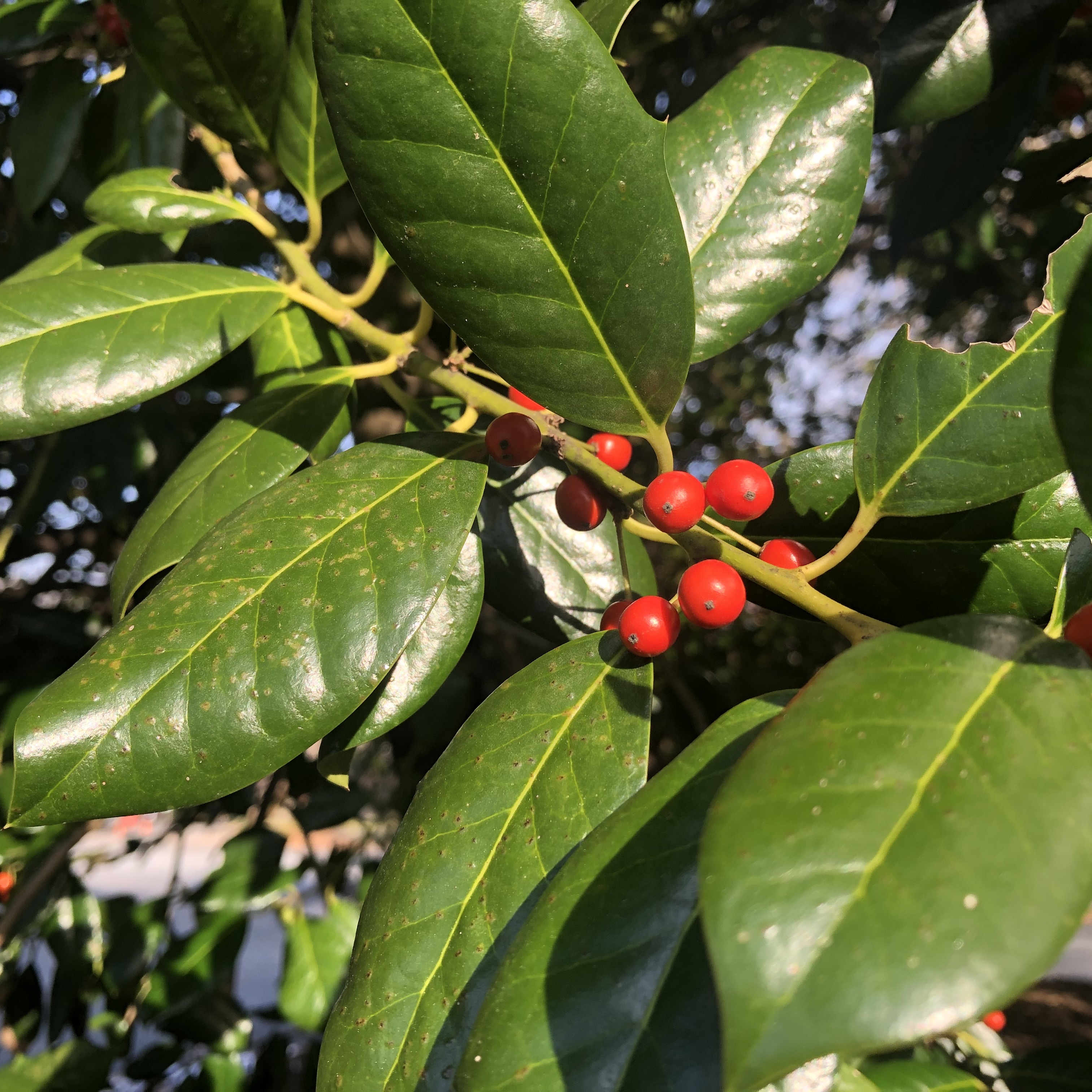 December Holidays Foliage