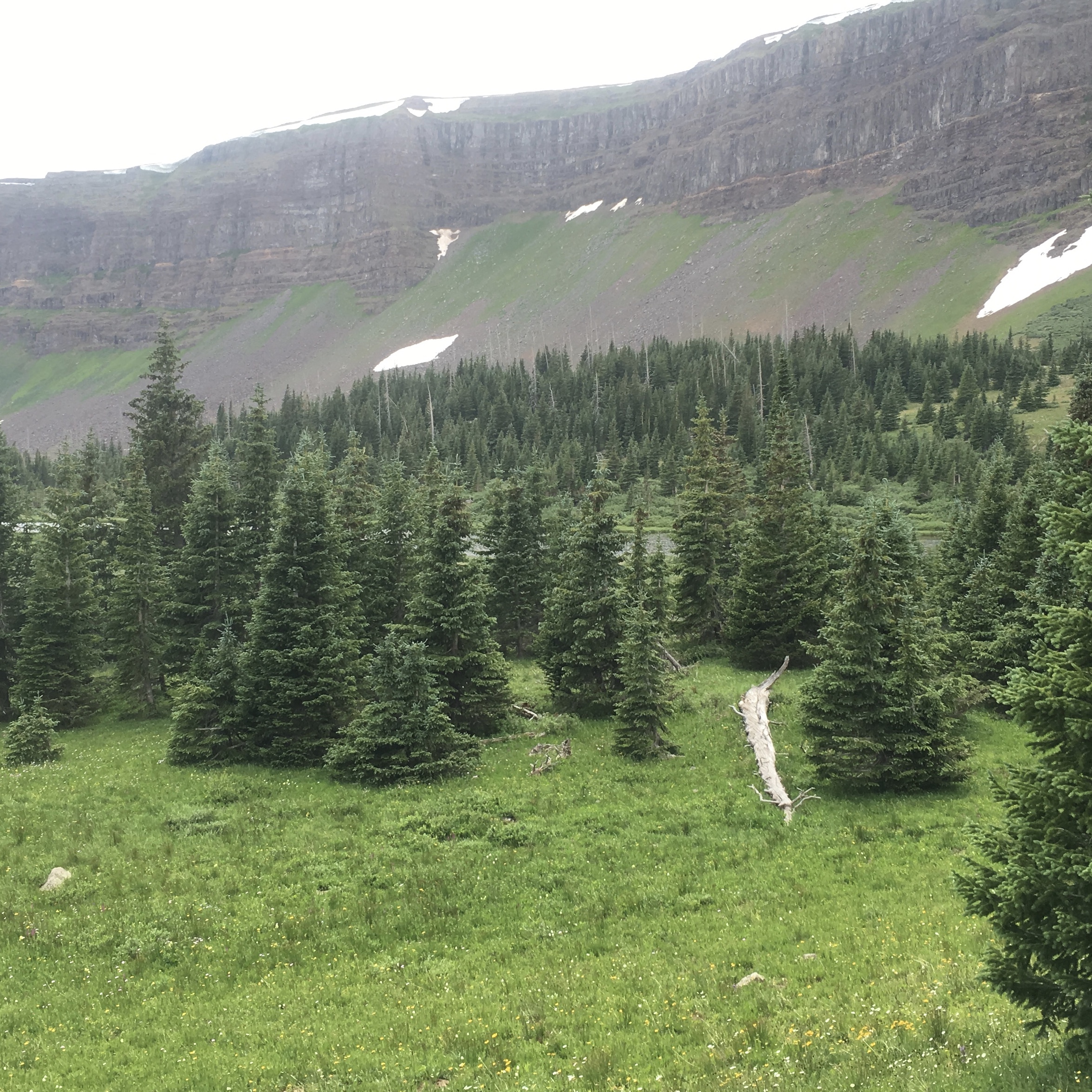 Wild evergreen trees