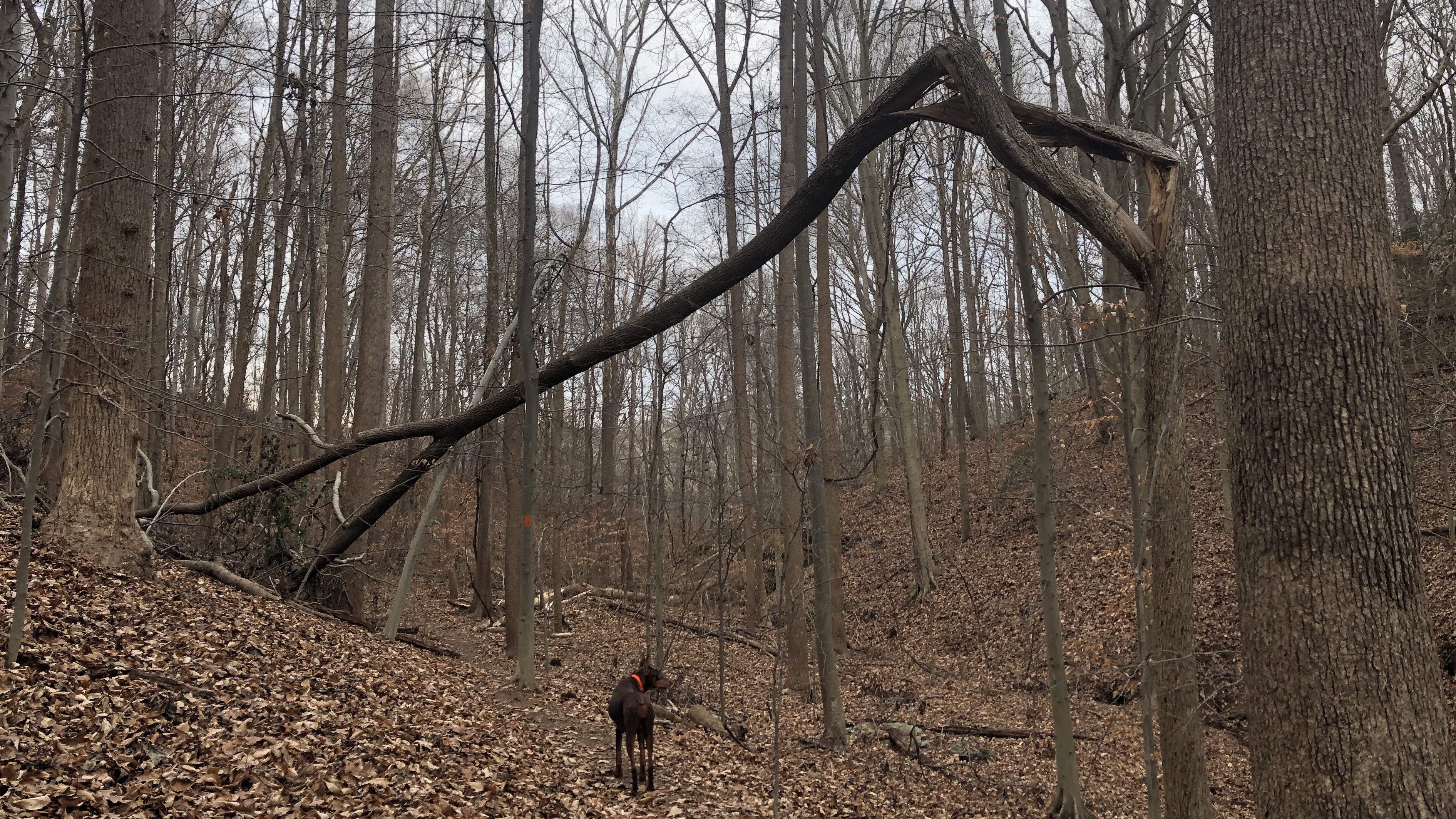 Tree Damaged by Strong Winds