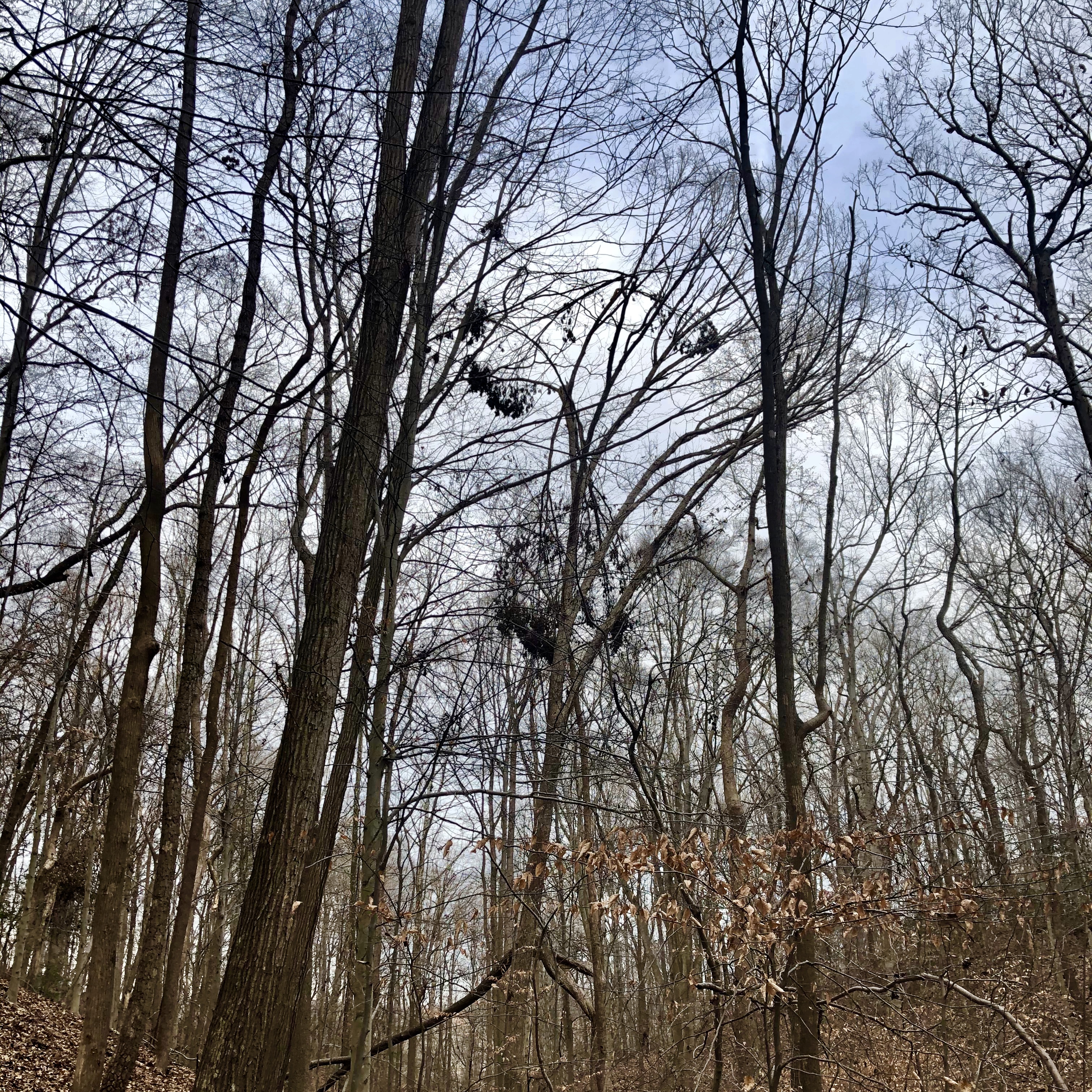 Hanging Broken Branches