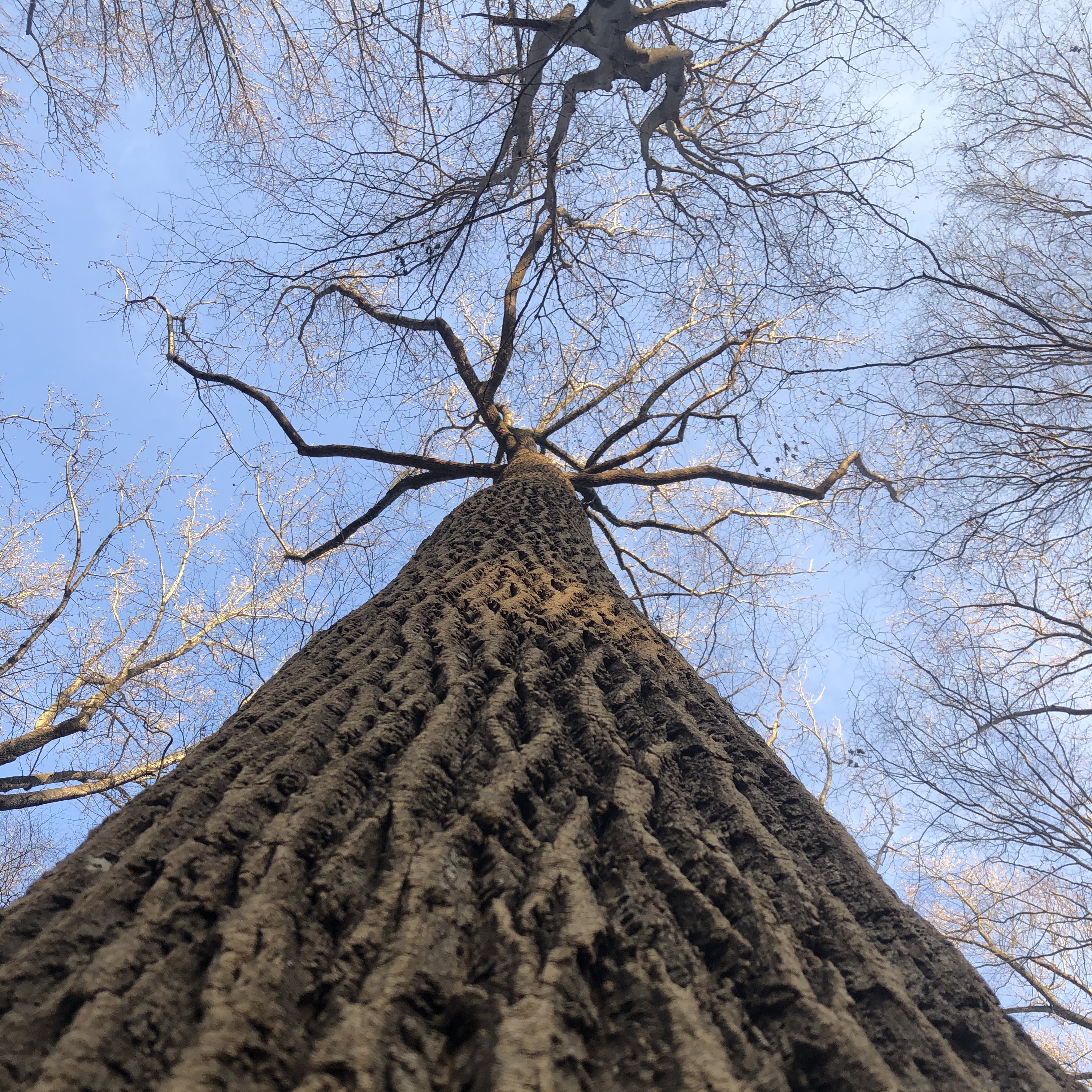 Tree removal Great Fall