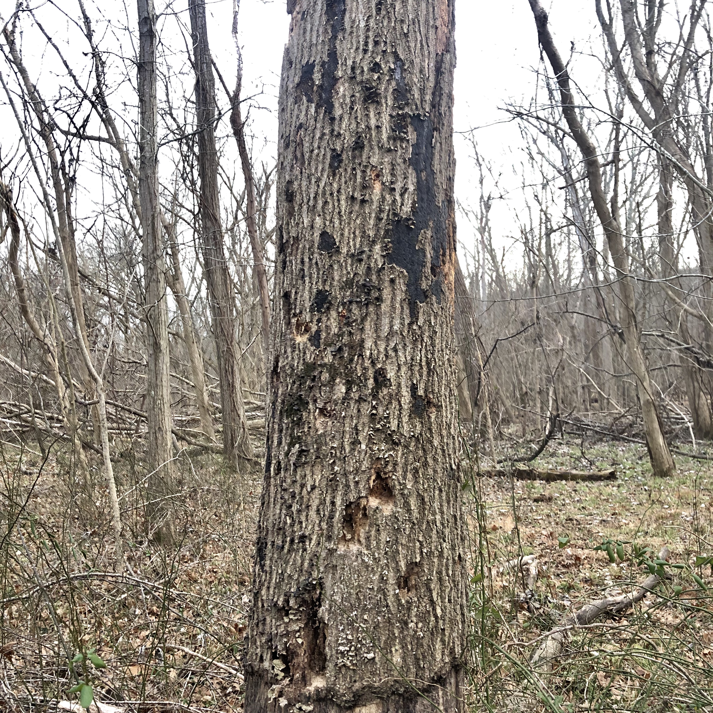 Decayed dead tree. 