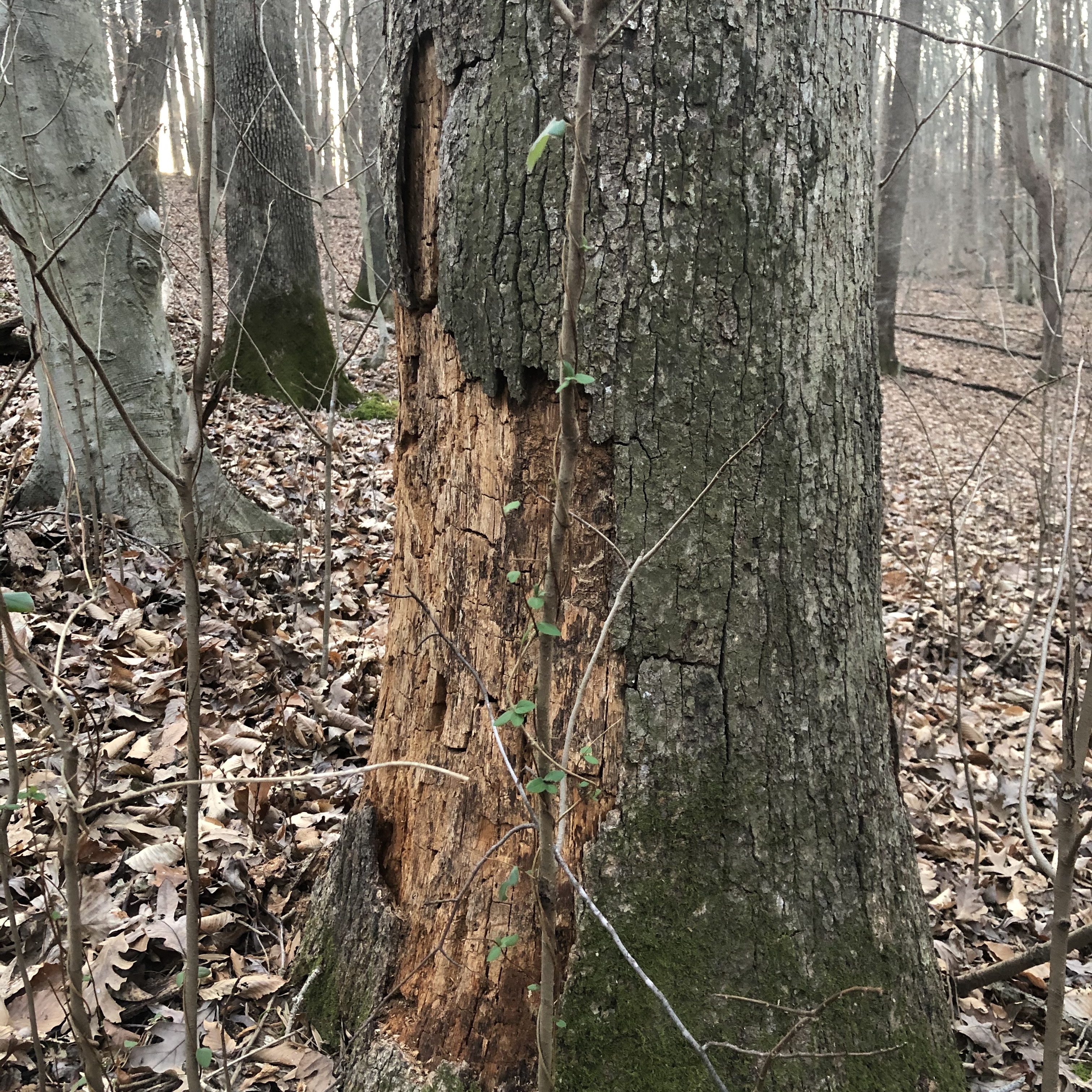 Dead trunk showing inner cracks in trunk. 