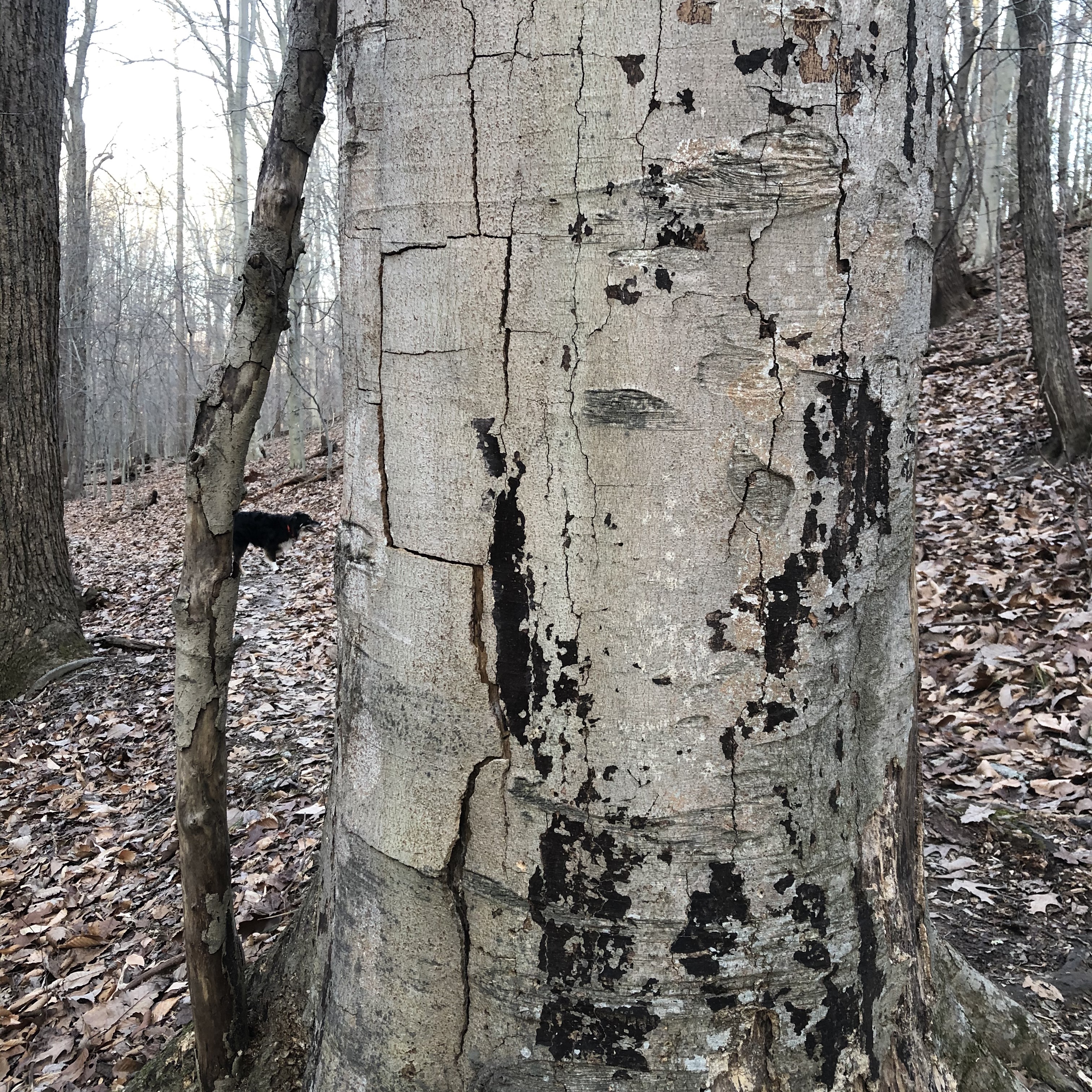 Dead beech tree bark & trunk. 