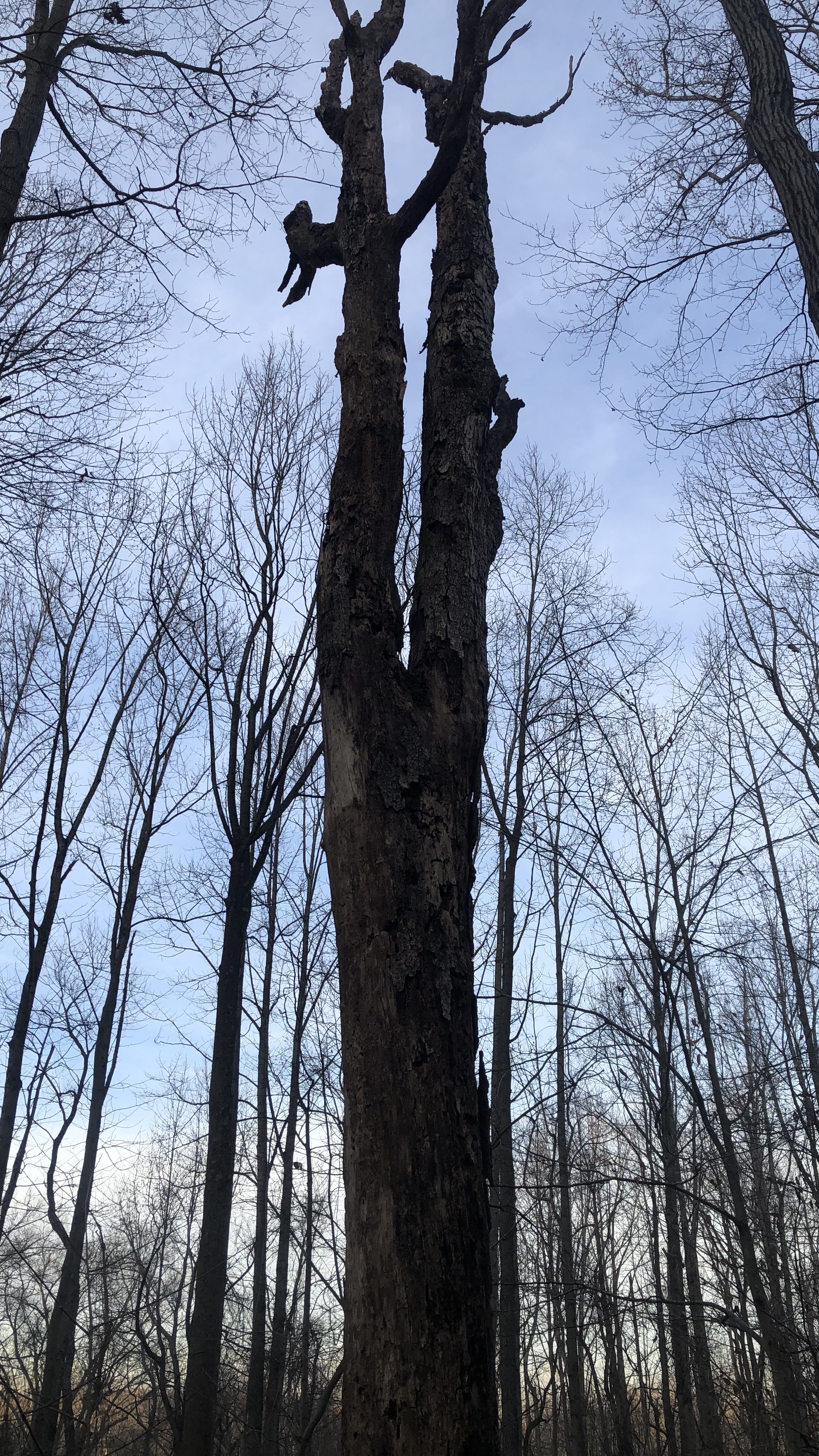 Silhouette of dead tree with no branches.