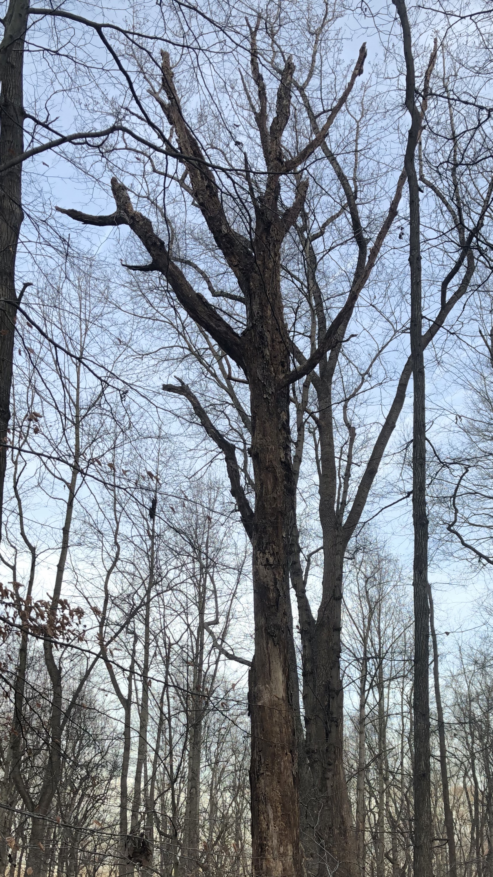 Silhouette of dead tree with quite a bit of the top left. 