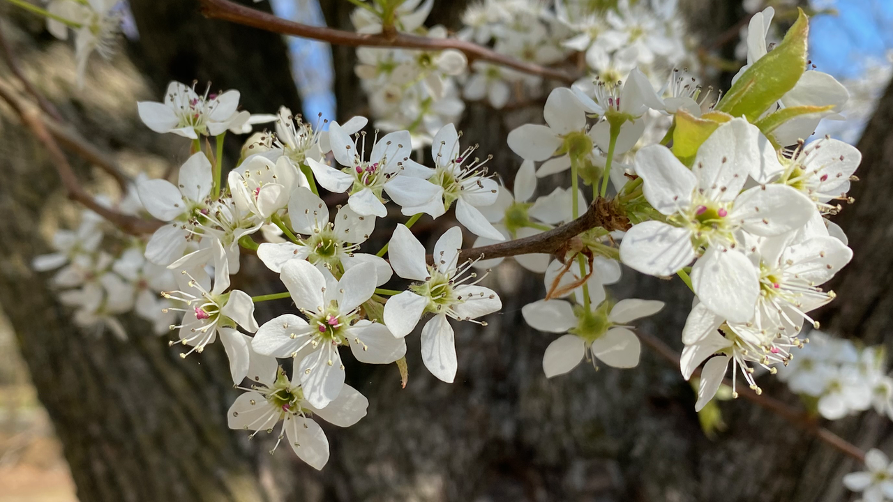 Enjoy the Flowers, Just don't Plant Bradford Pear Trees