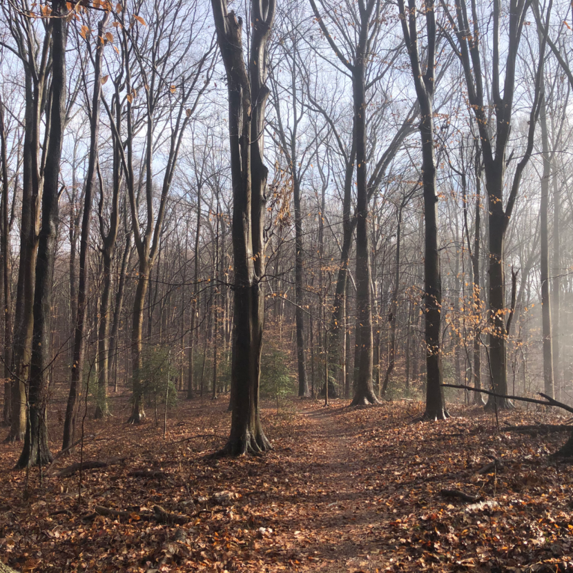 Misty Day In Forest
