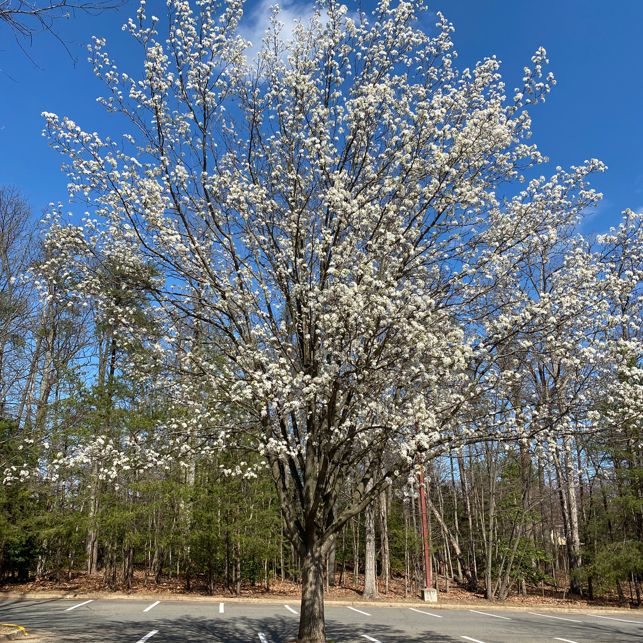 Bradford Pear tree in Reston, VA