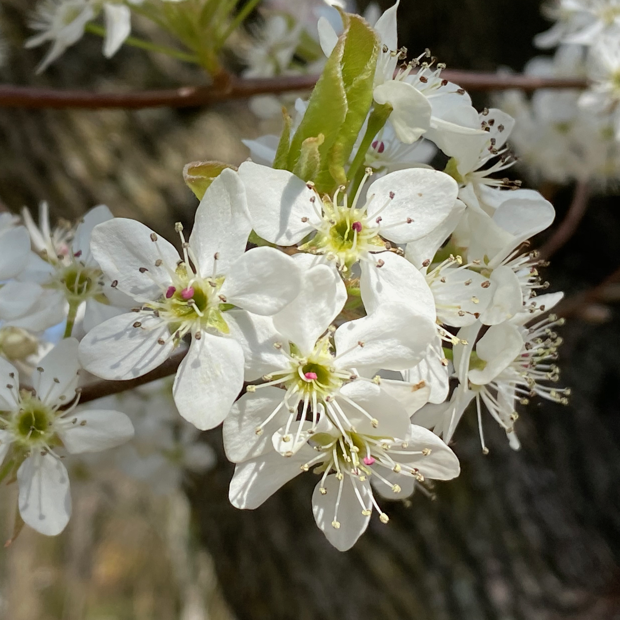 Cluster of Bradford Pear Flowers