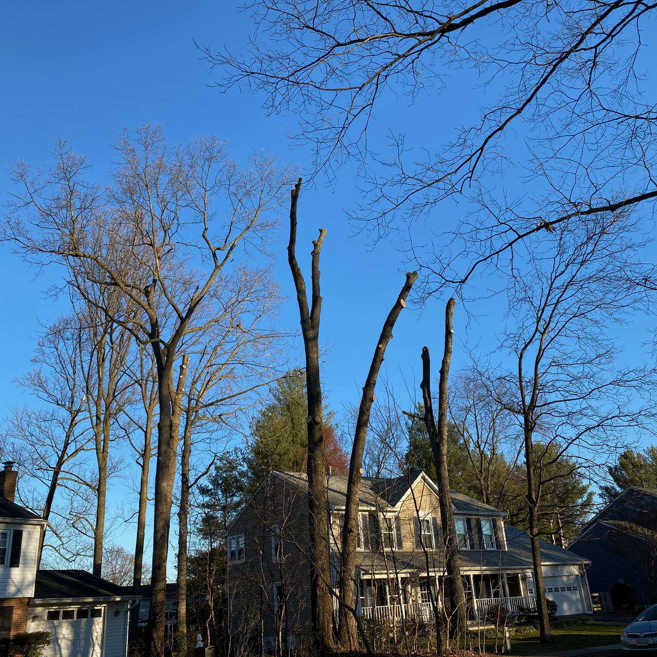 Four trees with tops removed. 