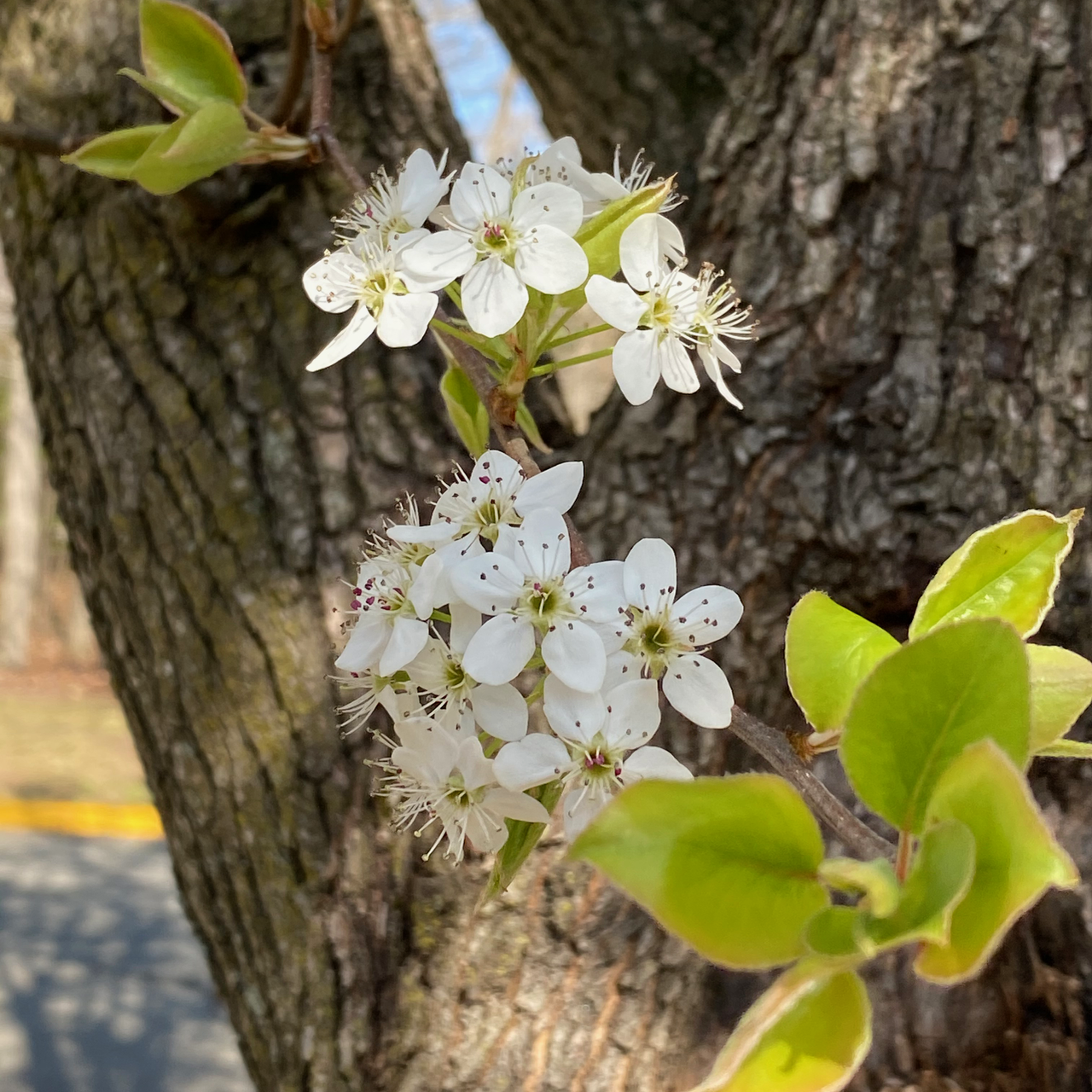 Bradford Pear Flowers and Emerging Leaves in Reston VA