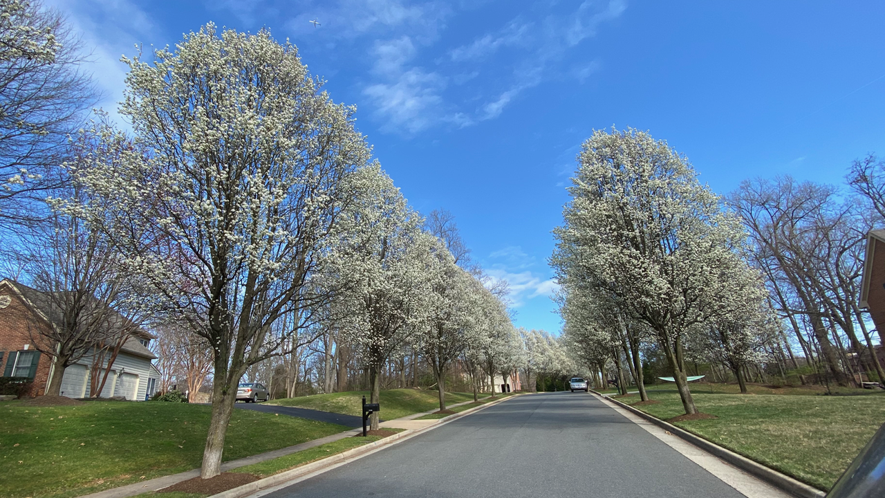 Row of Bradford Pear Trees in Great Falls, VA