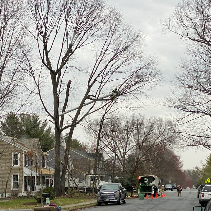 Tree work is dangerous.