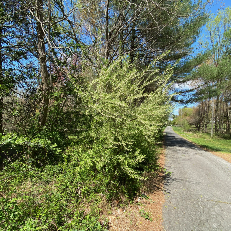 Autumn Olive Along the Road