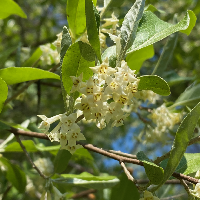 Autumn Olive Flower In Great Falls, VA