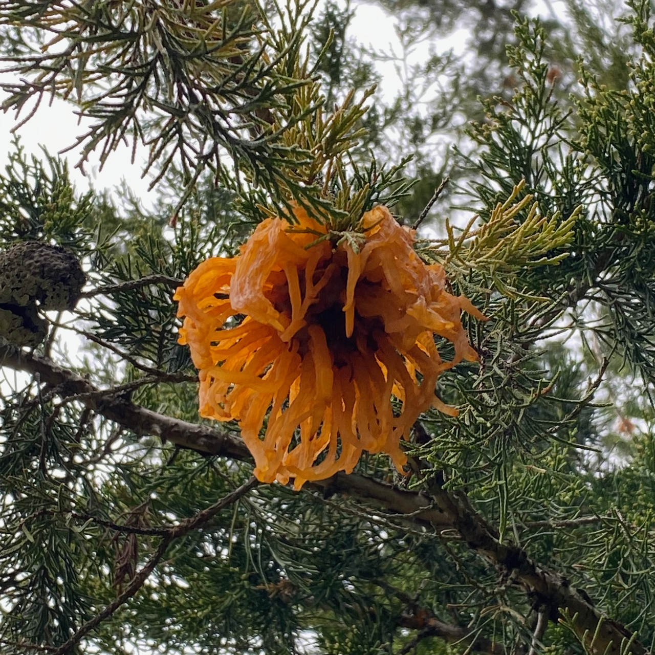 Creepy Orange Fungus