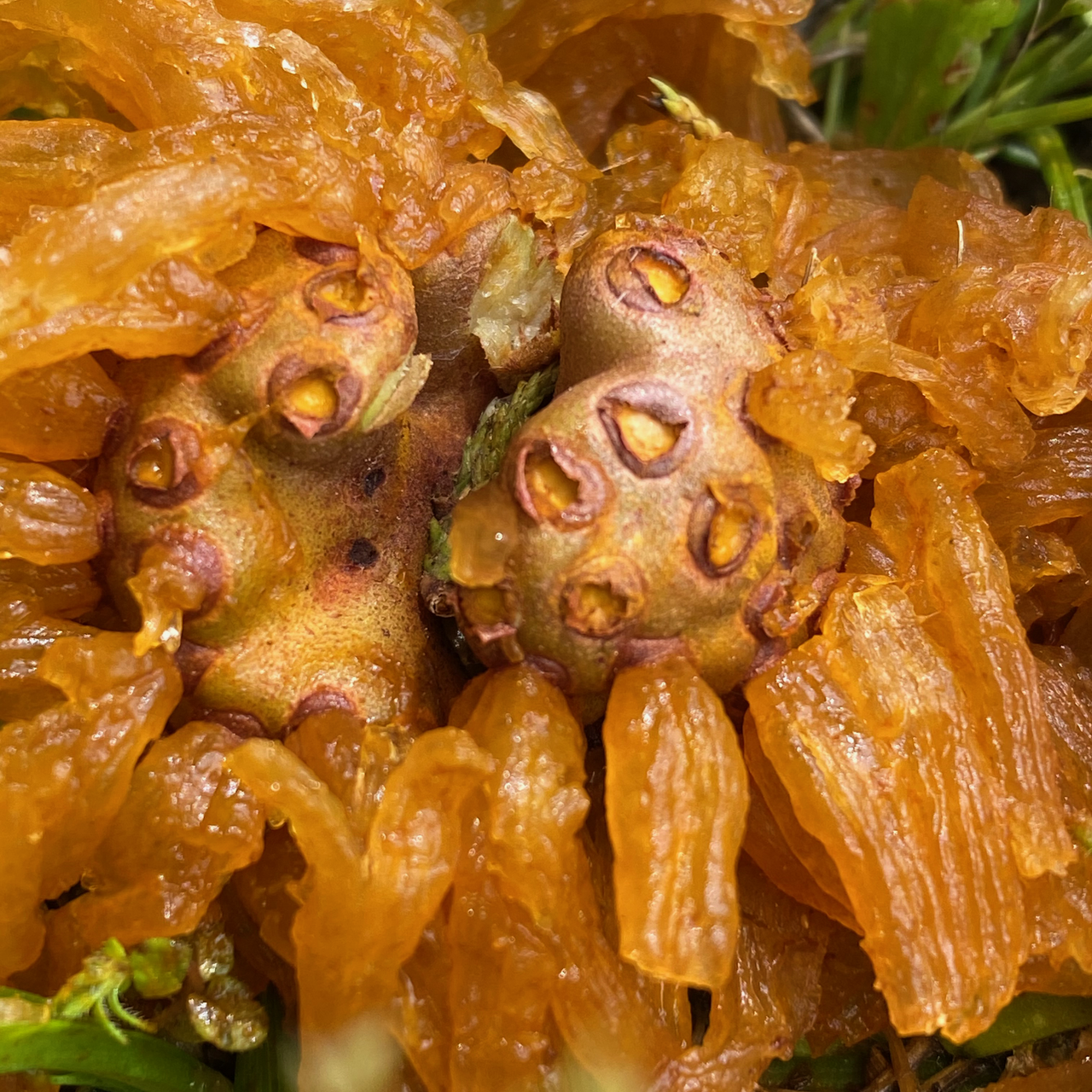 Gall with Gelatinous Tendrils