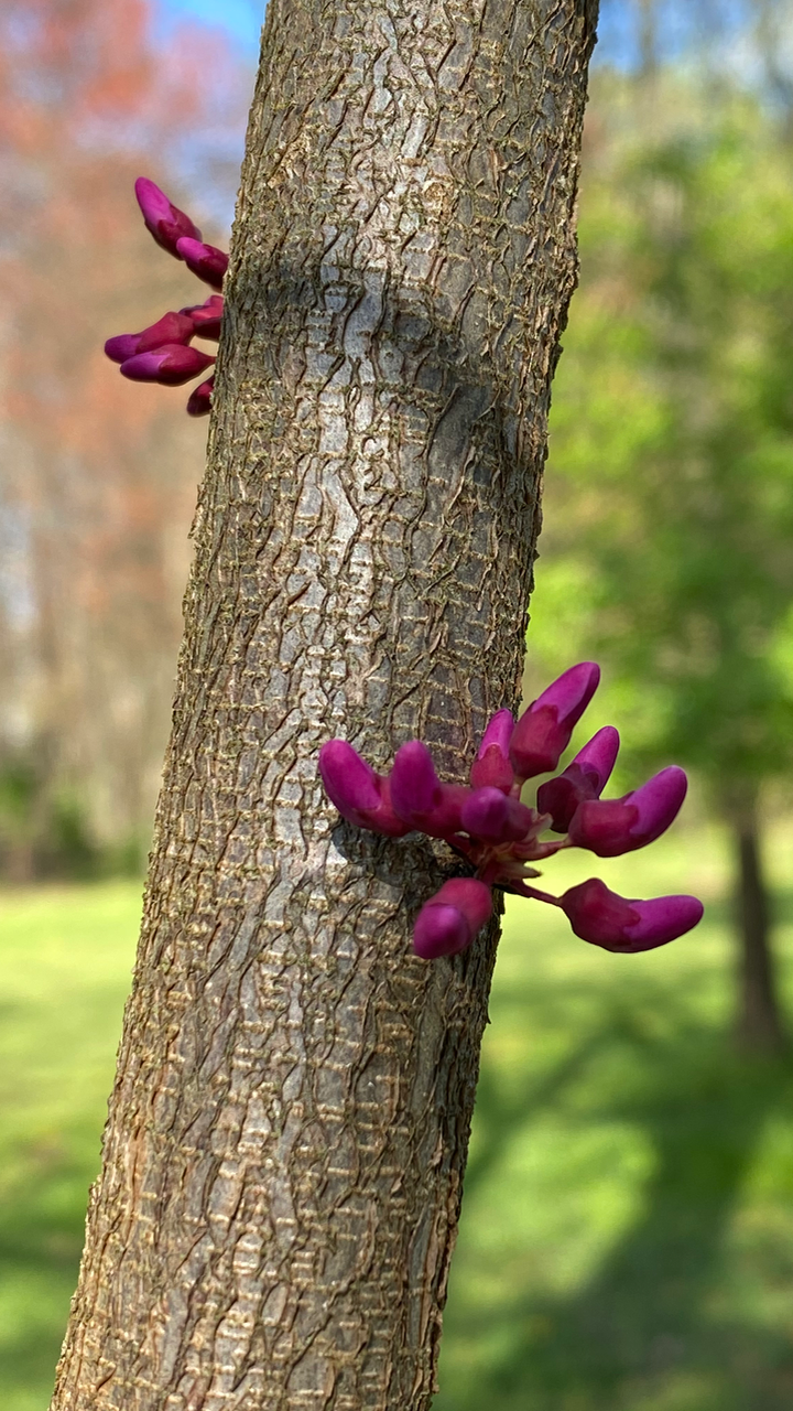 Bark had medicinal uses. 