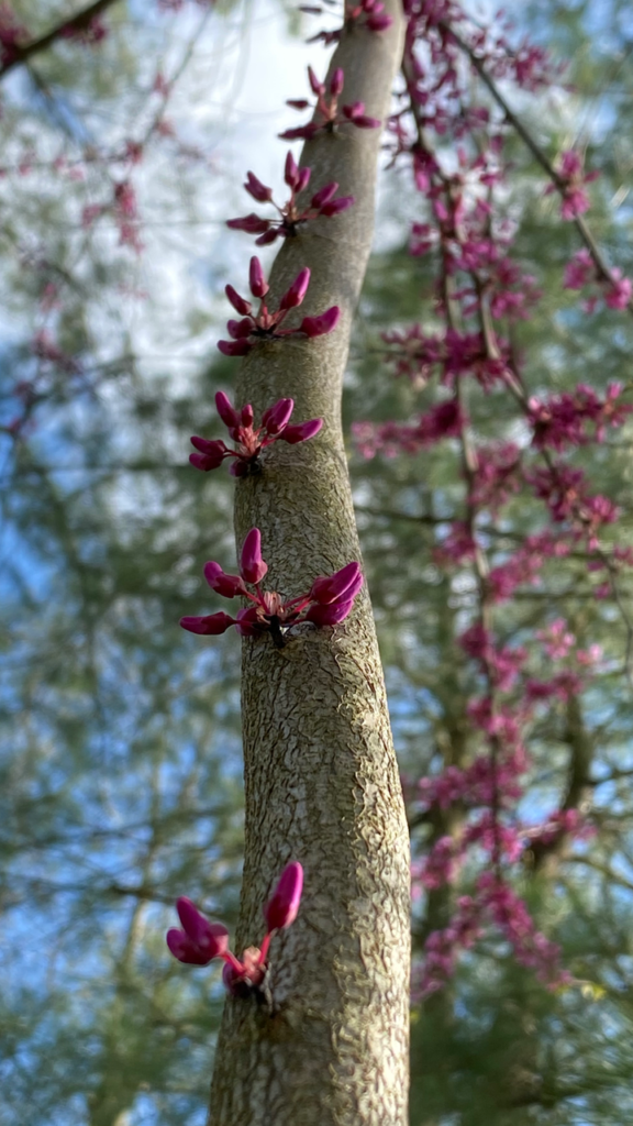 Redbud Branches Close Up and Far Away